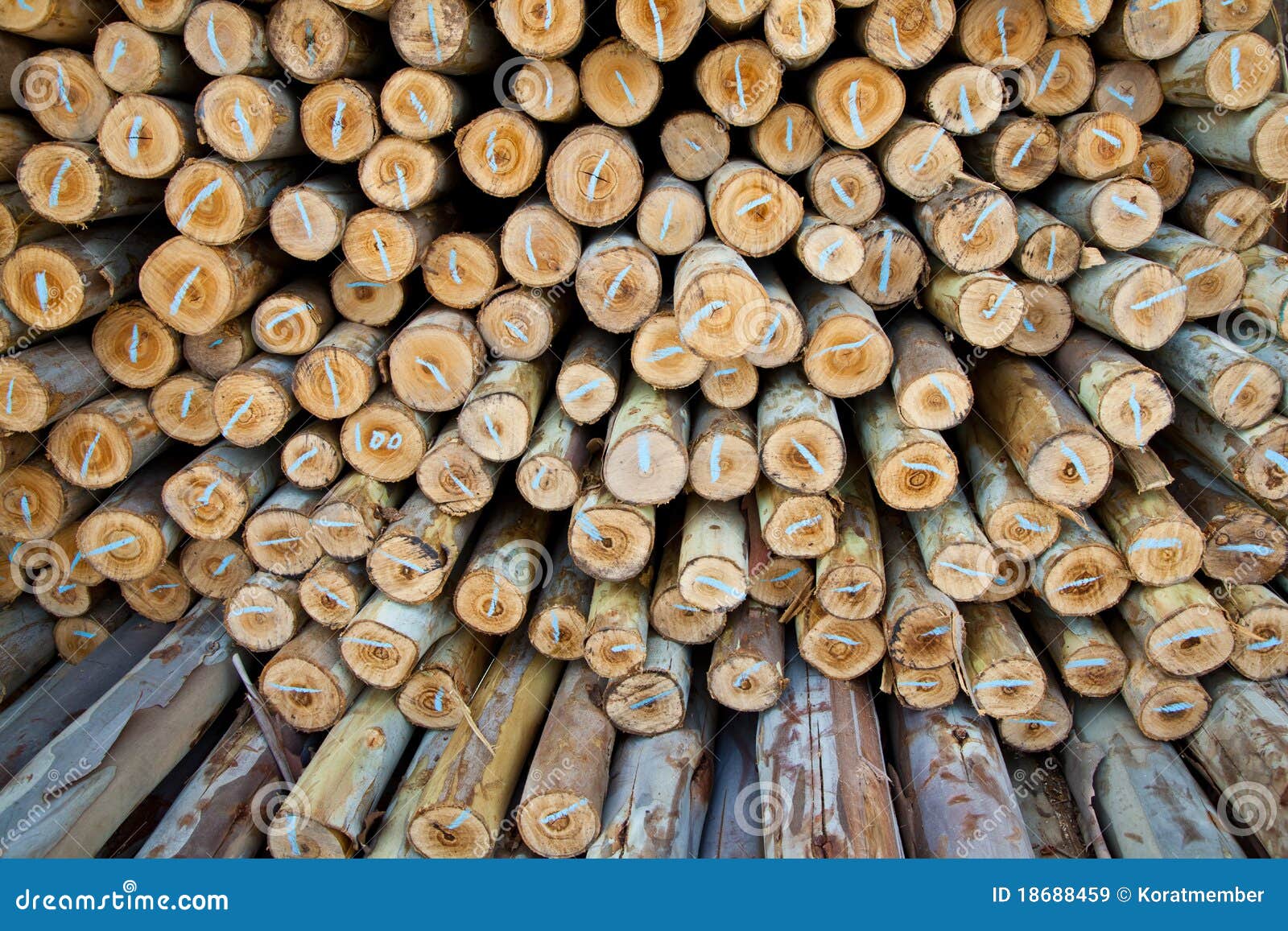 Eucalyptus log stock image. Image of objects, growth 18688459