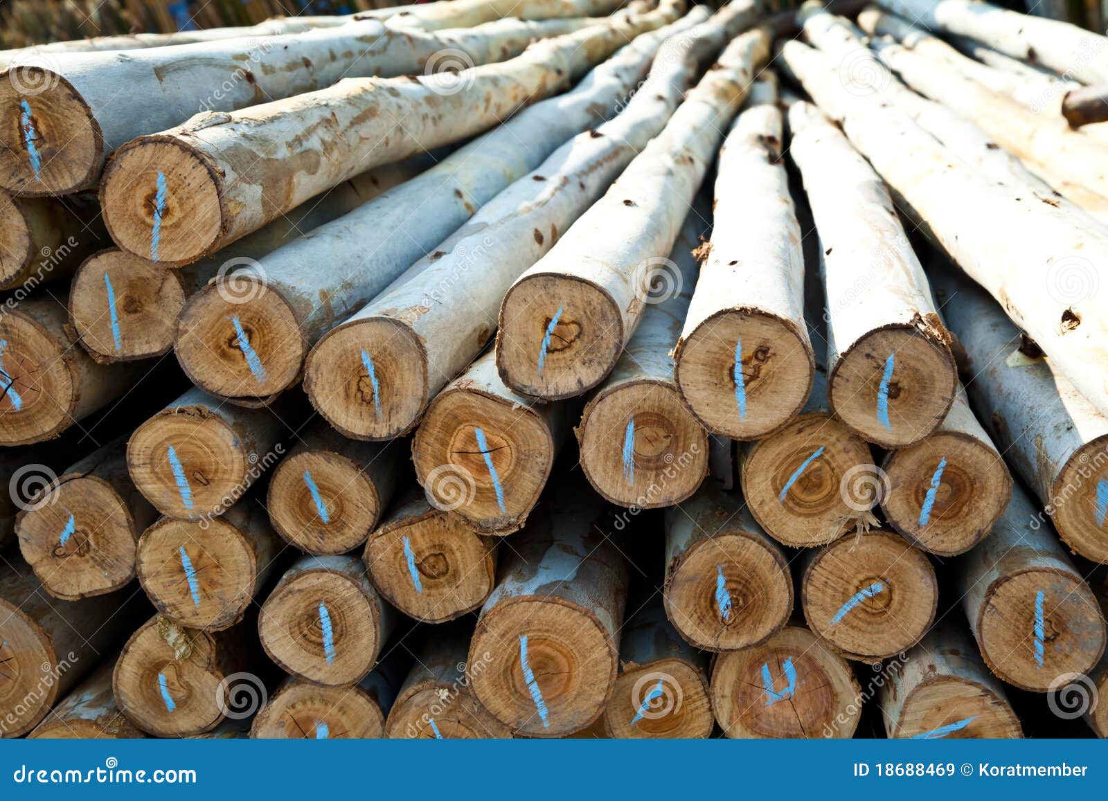 Eucalyptus log stock image. Image of group, energy, forest 18688469