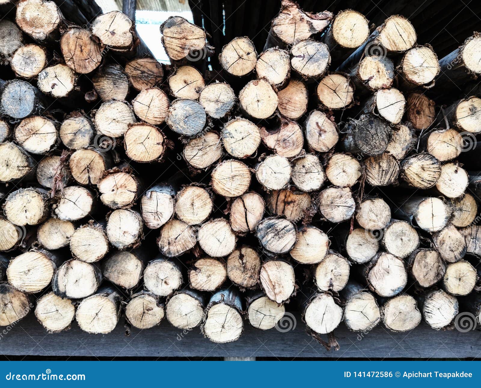 Eucalyptus logs stock photo. Image of ring, nature, material 141472586