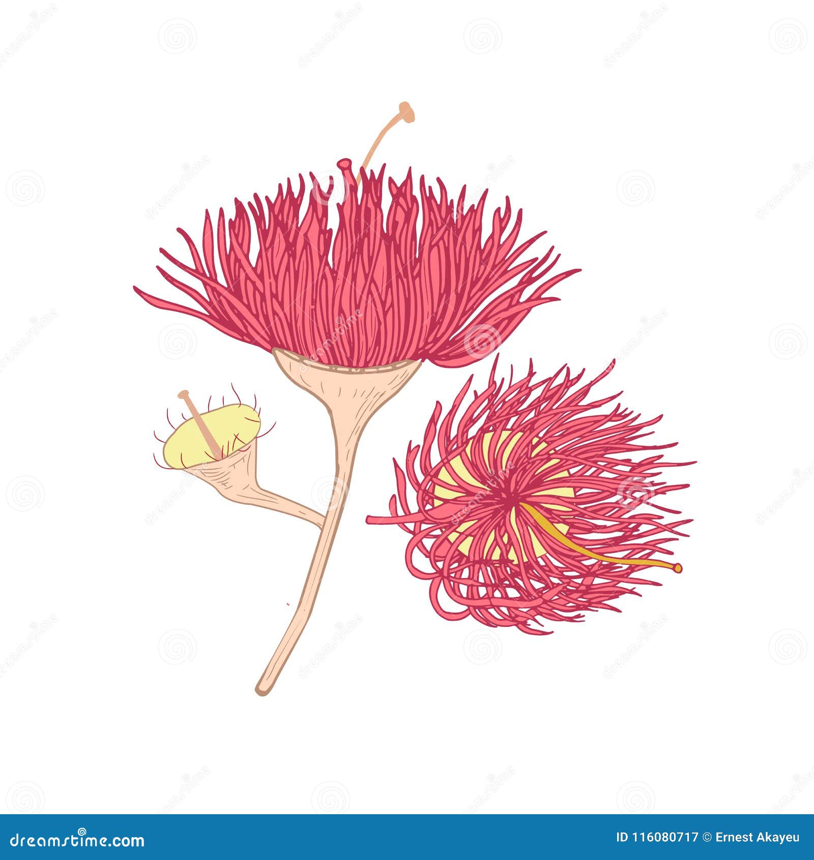 eucalyptus pink blooming flower hand drawn on white background. botanical drawing of part of plant used in floristry and