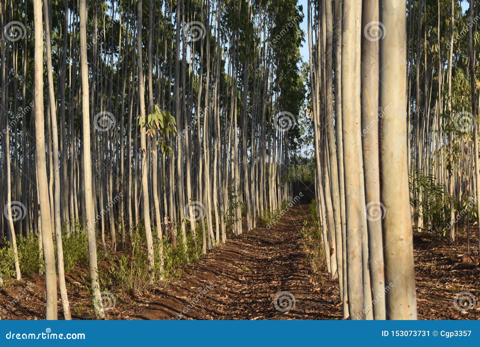EUCALYPTUS PLANTATION at the FOREST DIVISION Stock Image Image of