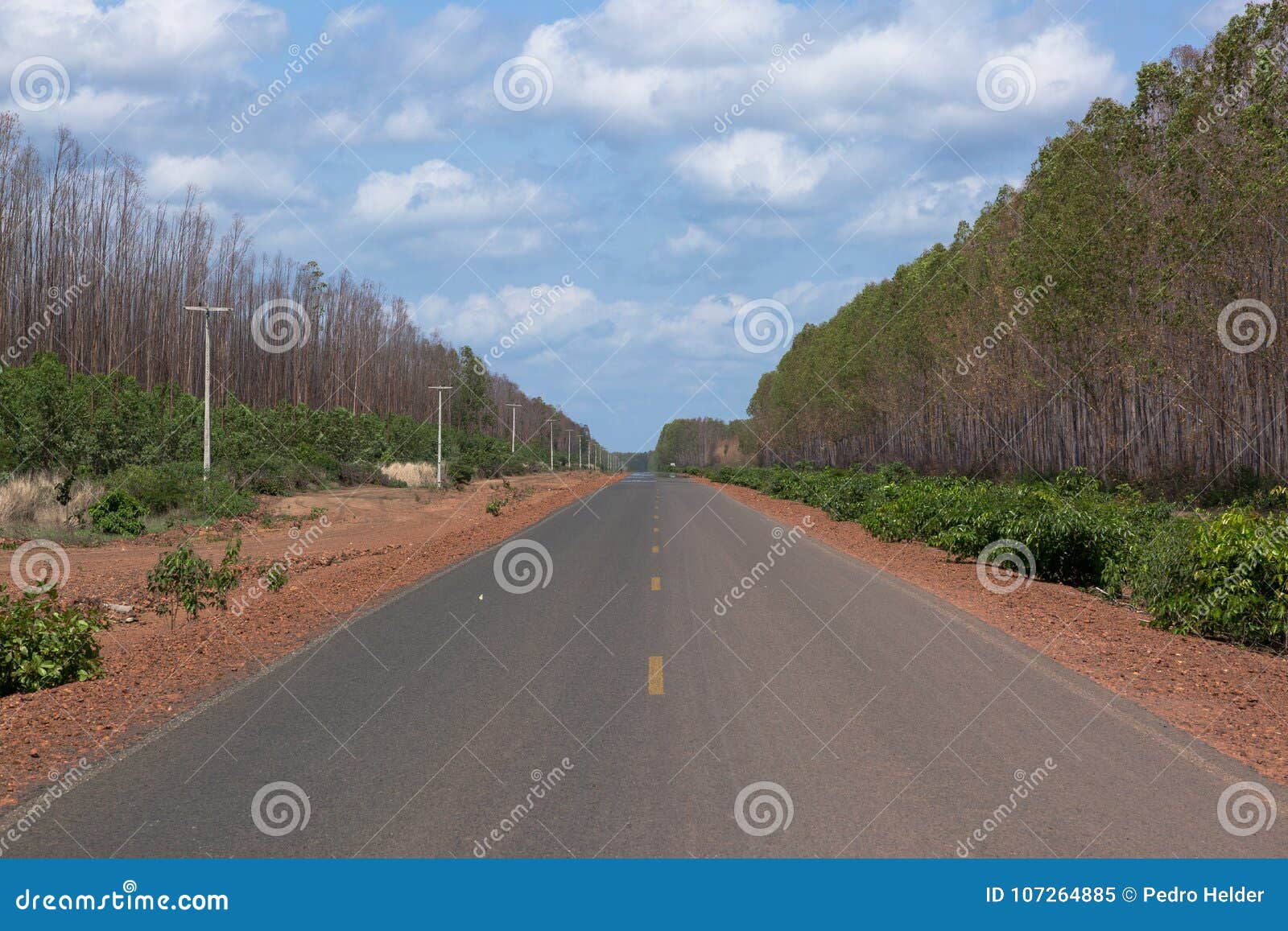 eucalyptus plantation replaces cerrado in piaui