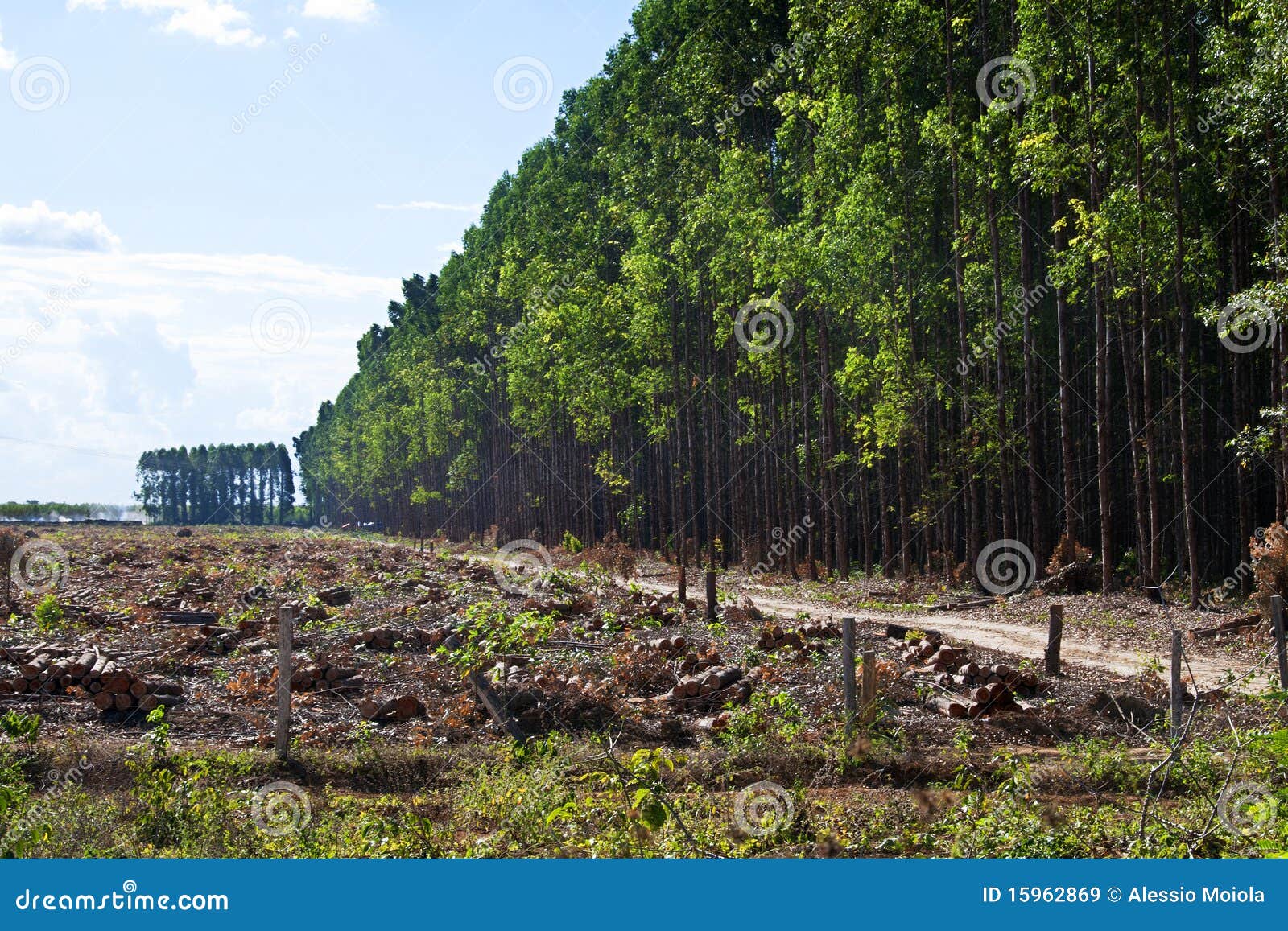 eucalyptus plantations