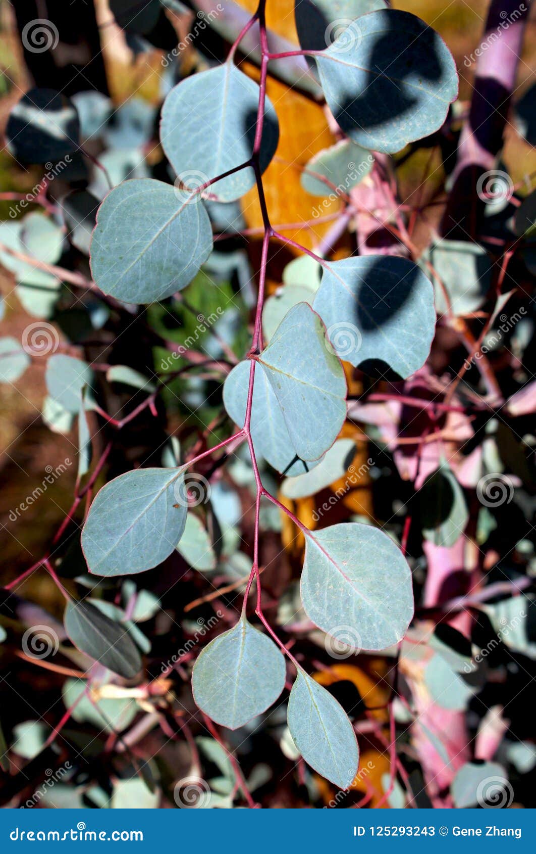 Eucalyptus Polyanthemos, Red Box, Silver Dollar Gum RoyaltyFree Stock