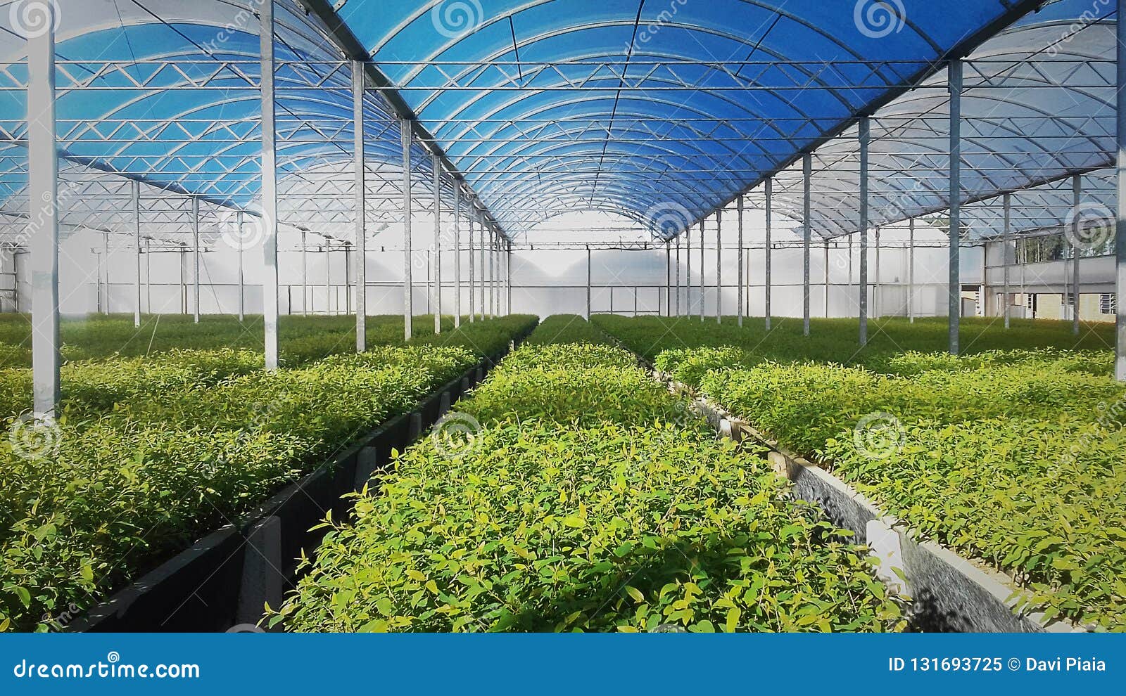 eucalyptus reforestation nursery plants hatchery