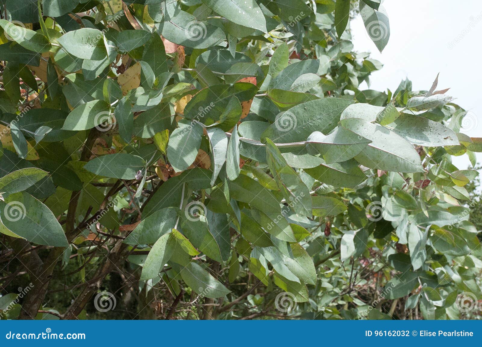Eucalyptus Tree Leaves in Sunshine and Shadow Stock Photo Image of