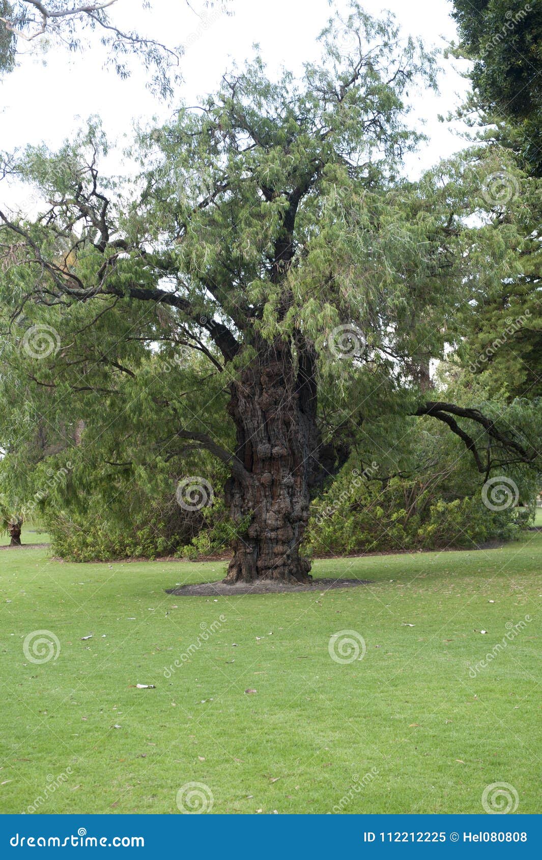 Eucalyptus Tree with Many Warts Stock Image Image of huge, park