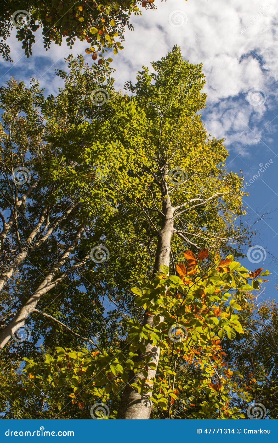 eucalyptus trees against blue sky
