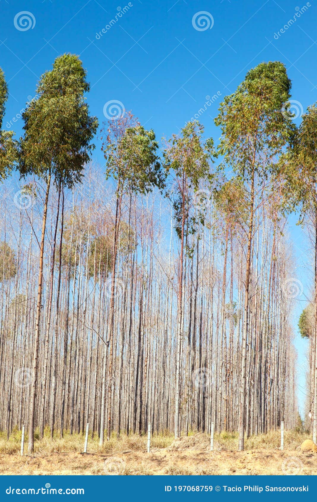 Eucalyptus Trees Plantation with Blue Sky on Background Stock ...