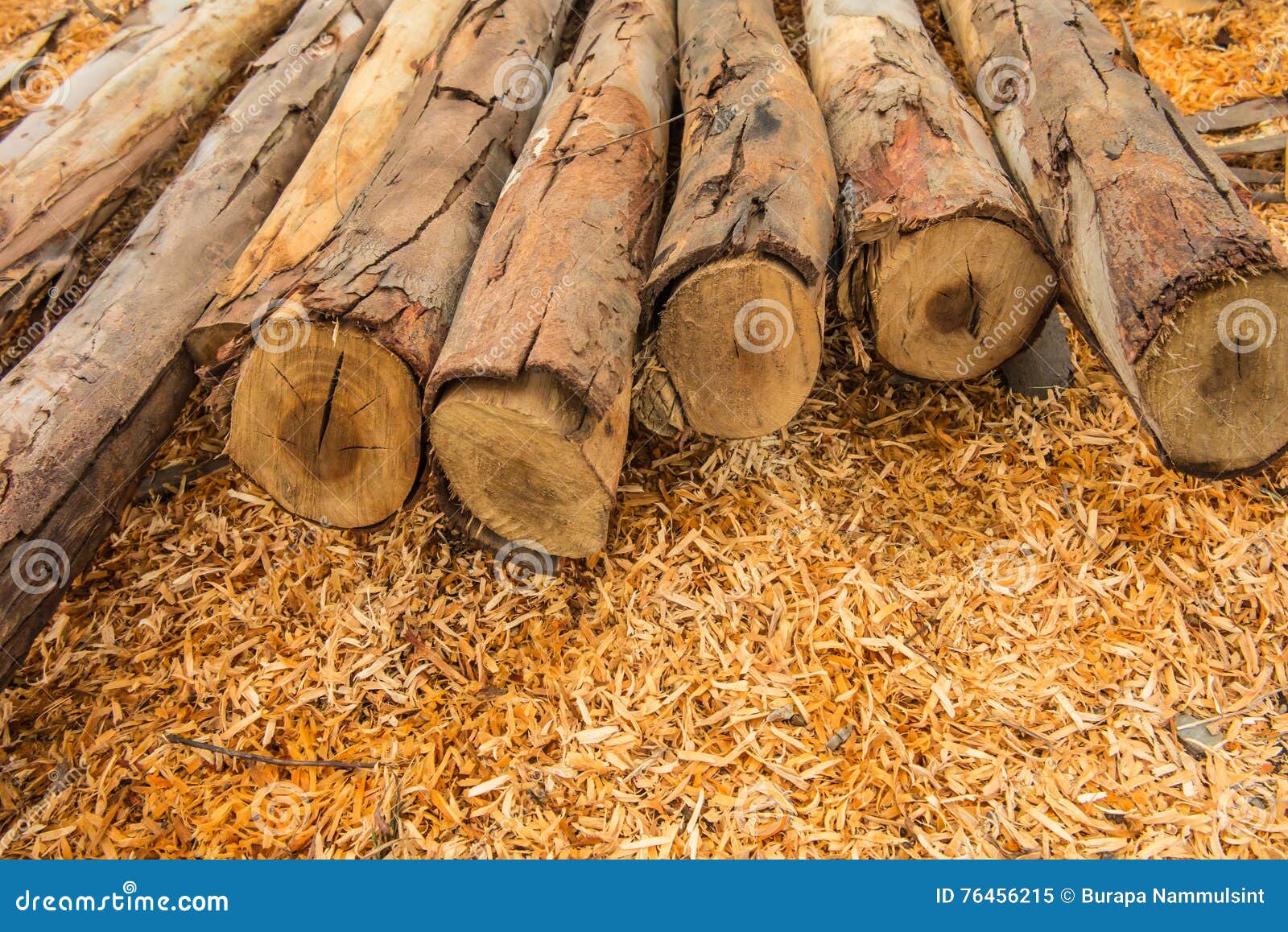 Eucalyptus Wood for Construction. Stock Image Image of construction