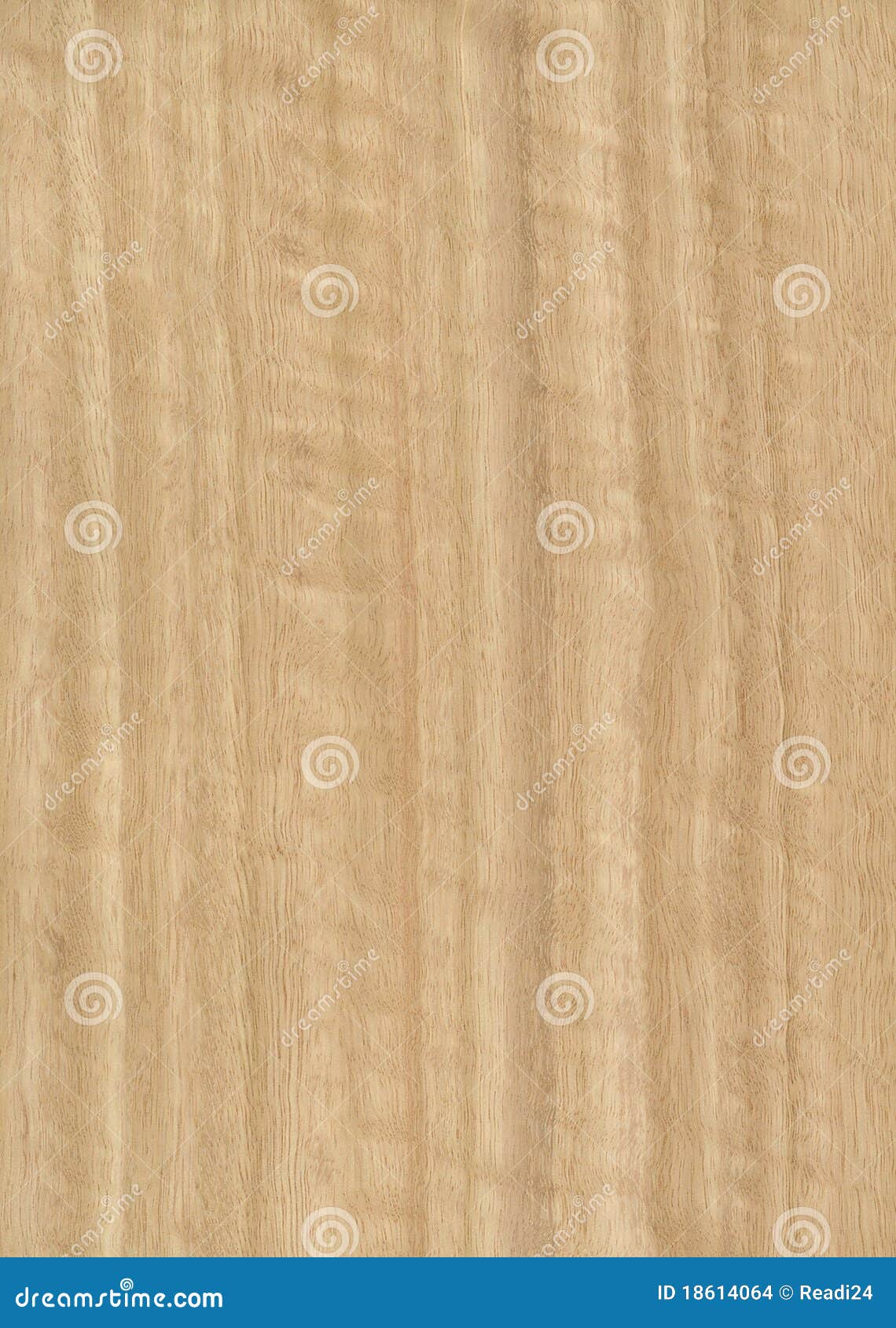 Eucalyptus Wood Veneer Texture Stock Photo Image of light, texture