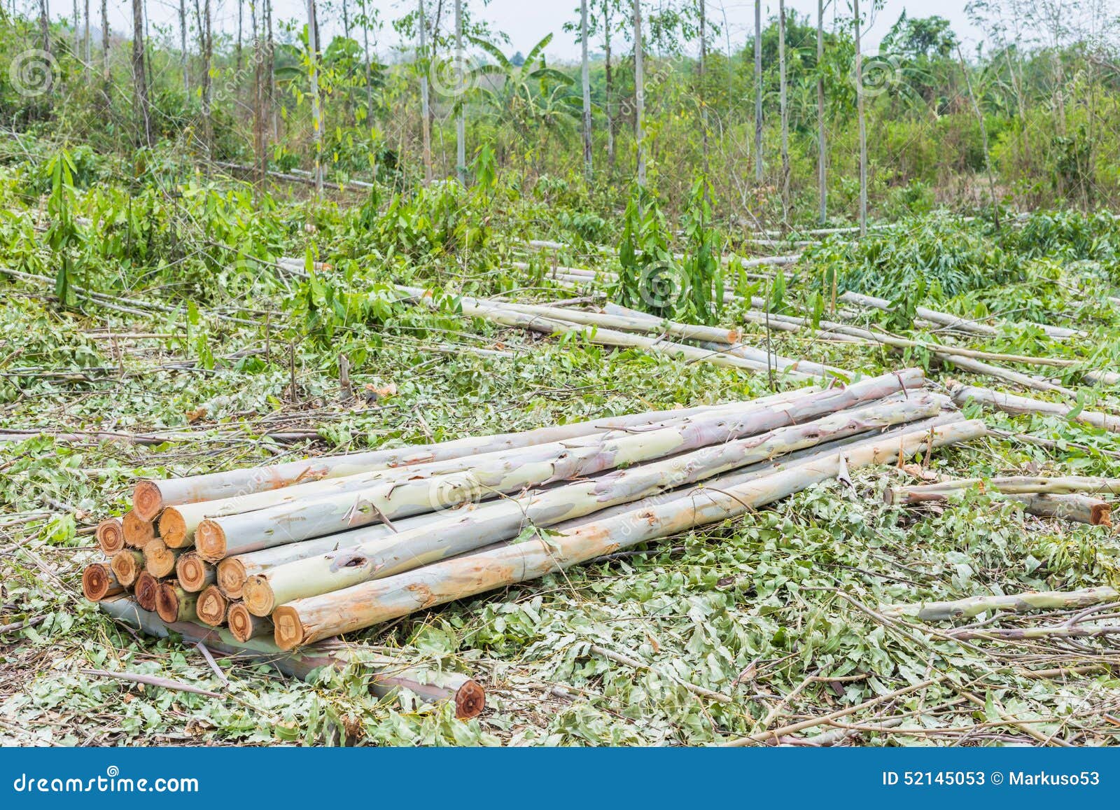 Eucalyptus wood stock image. Image of firewood, environment 52145053