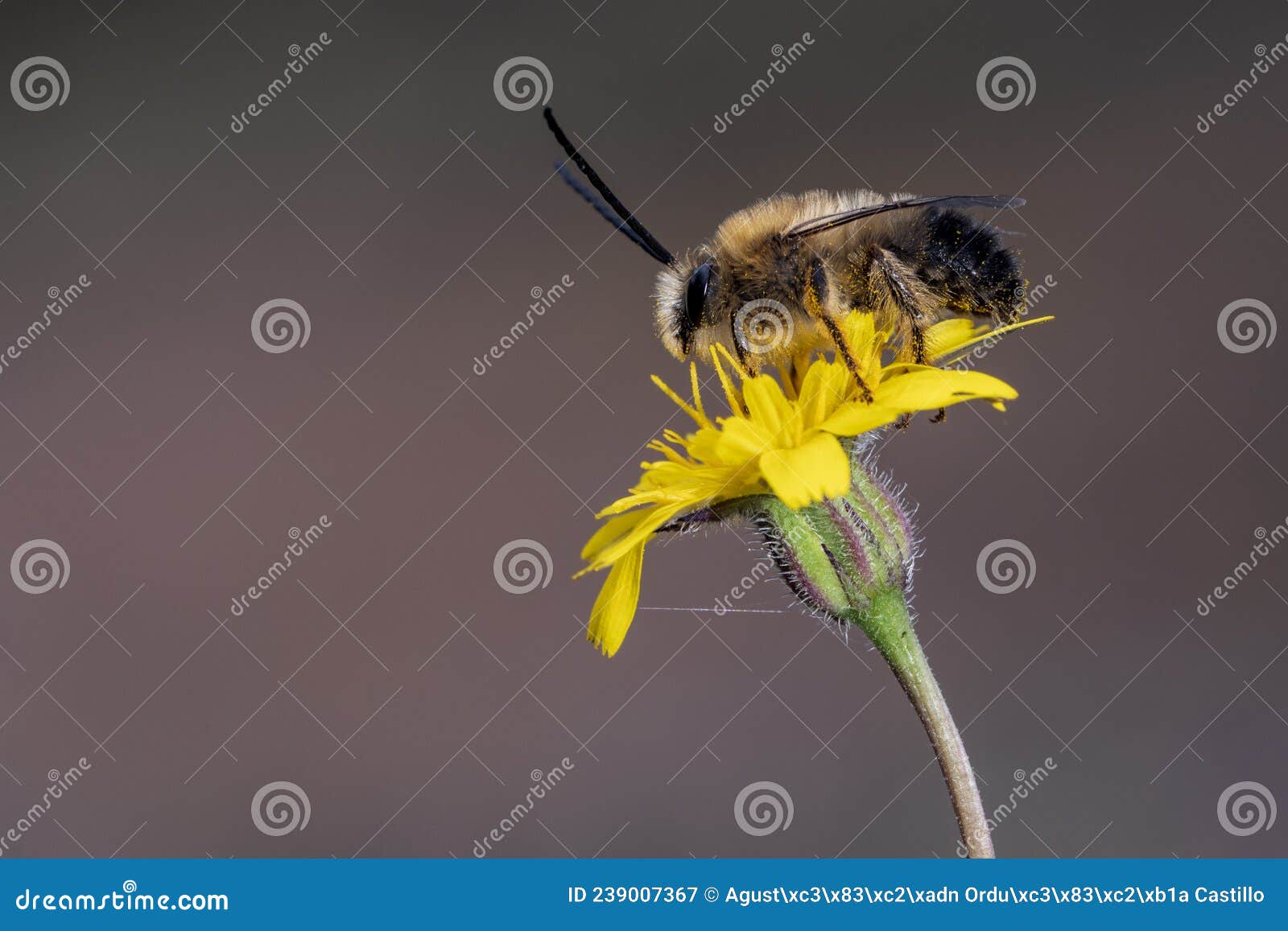 eucera is a genus of bees in the family apidae subfamily apinae.