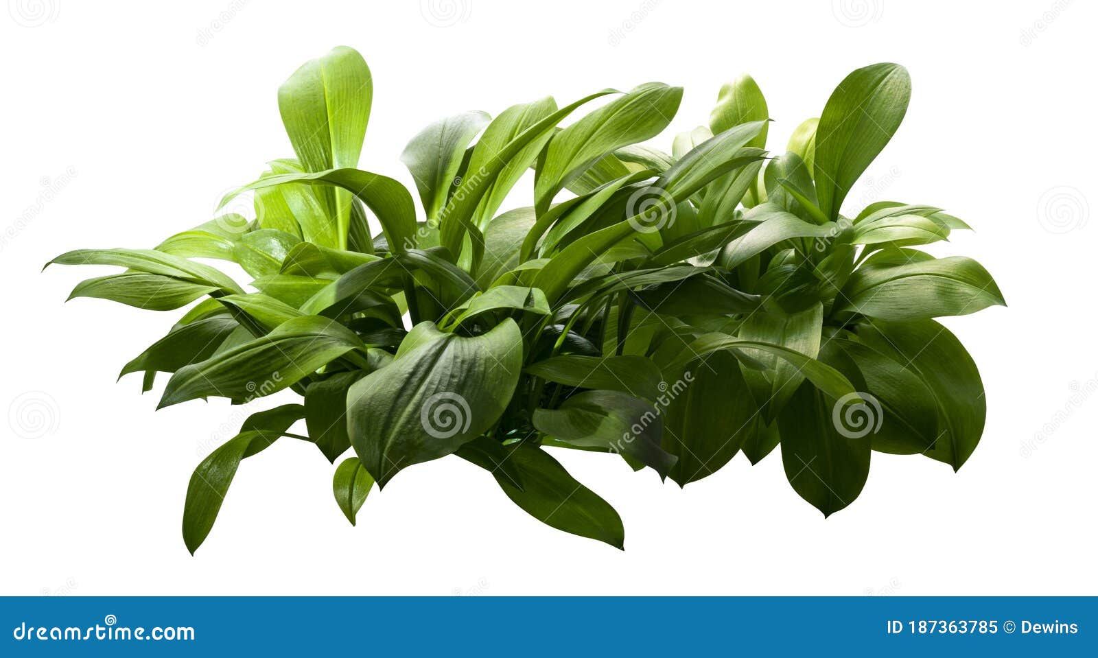 eucrosia bicolor leaves, green shrubs  on white background with clipping path