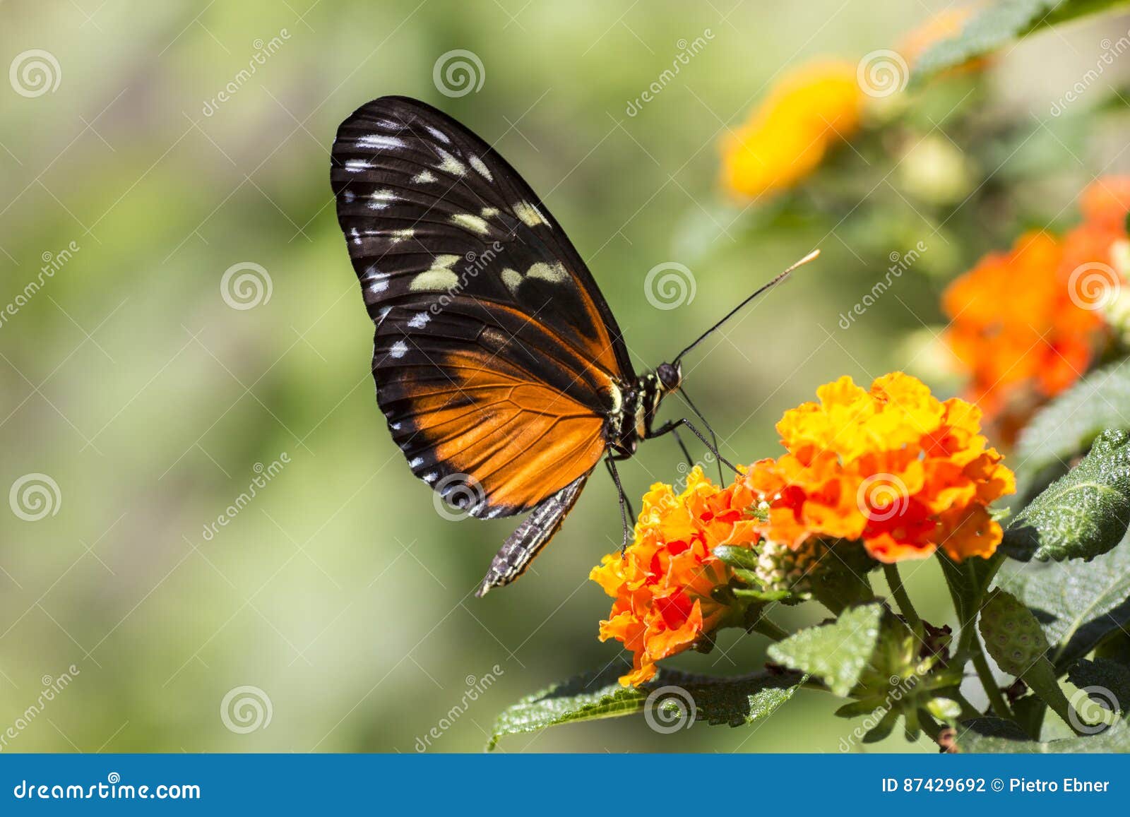 eueides isabella butterfly