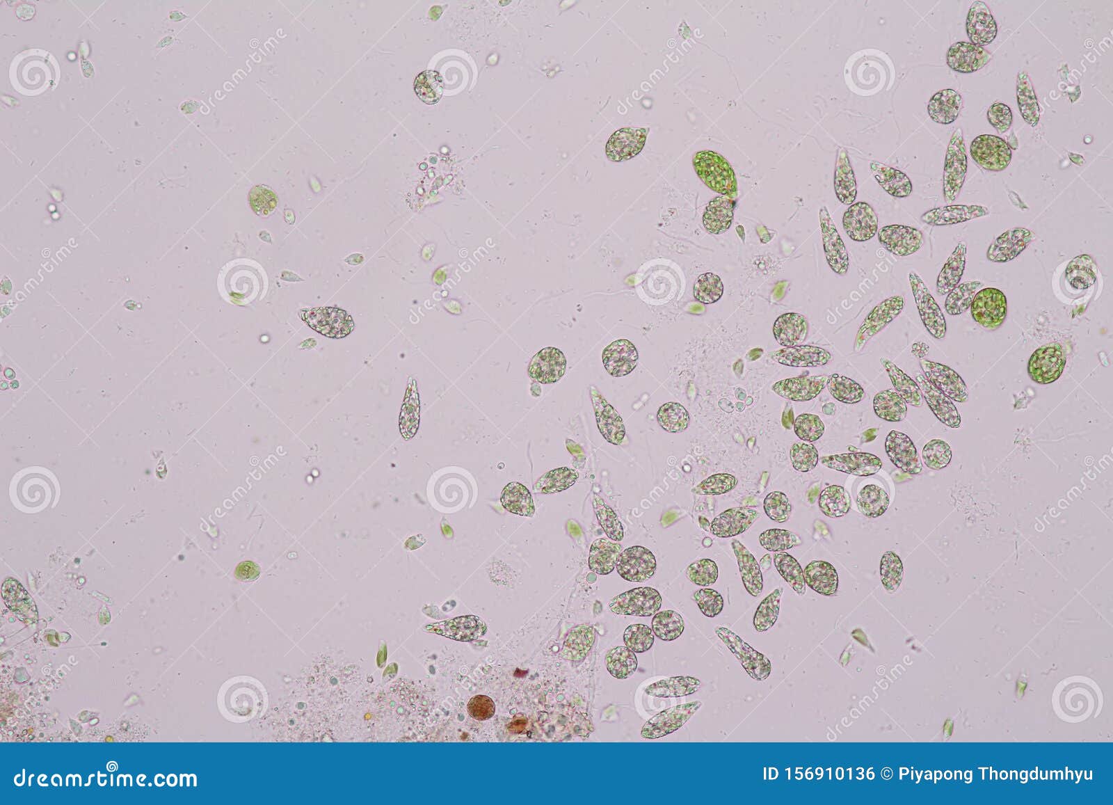 euglena is a genus of single-celled flagellate eukaryotes under microscopic.