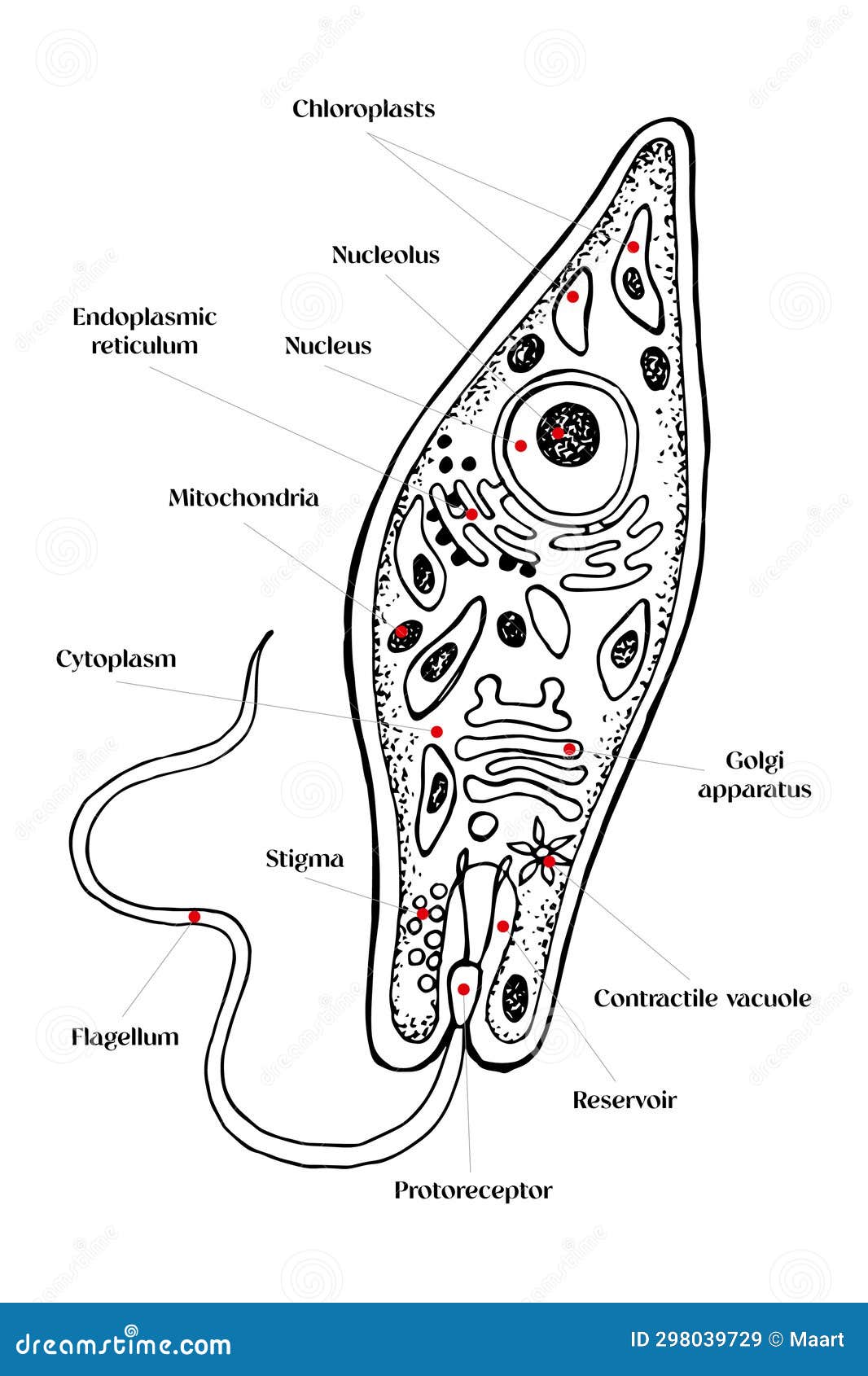 Euglena Syructure Hand Drawn Vector Stock Illustration Illustration