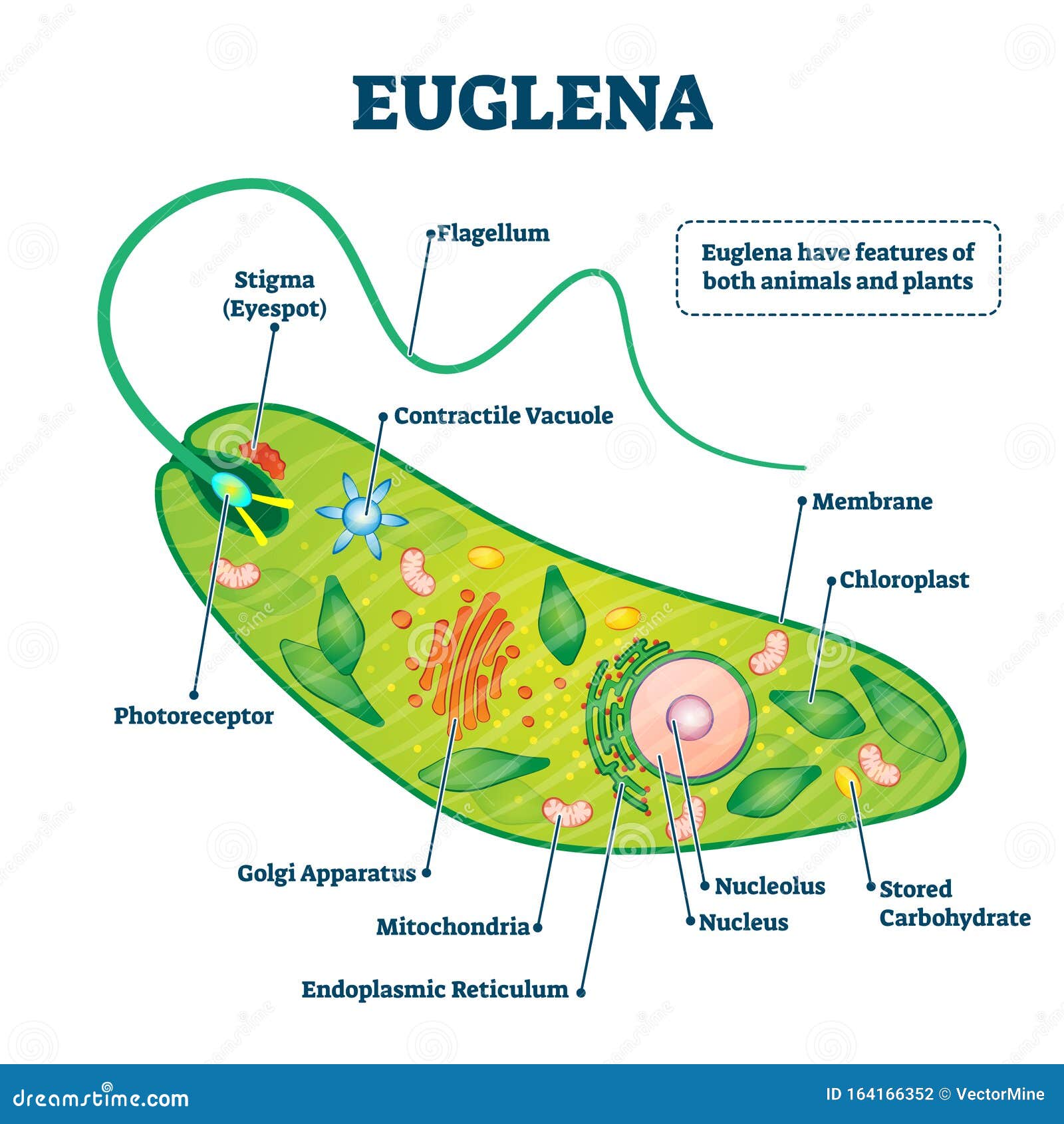 Euglena Vector Illustration Labeled Microorganism Structure Or Description Stock Vector Illustration Of Fungi Microbiology 164166352