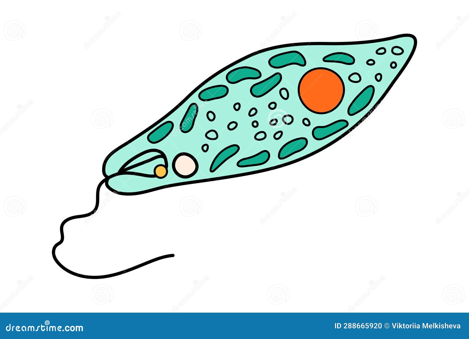 euglena viridis proteus science icon with nucleus, vacuole, contractile. biology education laboratory cartoon protozoa