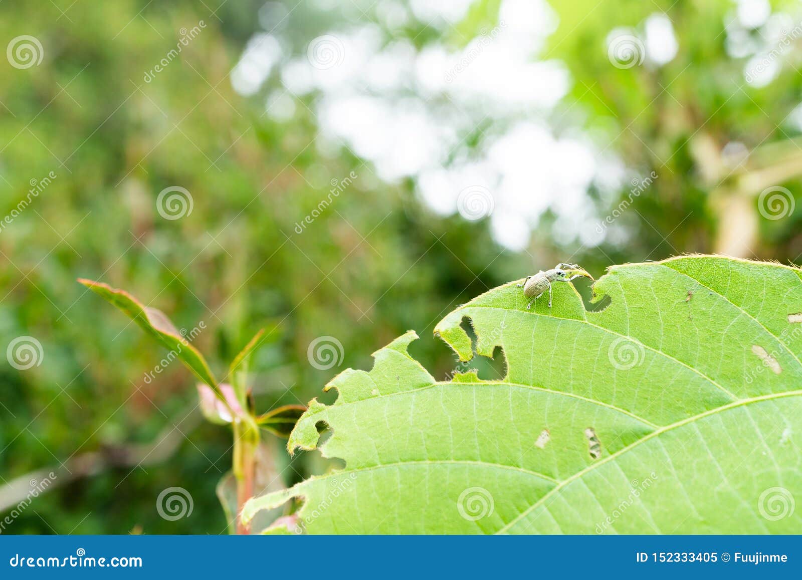 eugnathus distinctus on the leaf