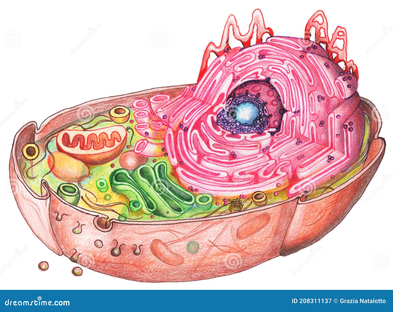 draw a well label diagram of eukaryotic cell and prokaryotic cell​ -  Brainly.in