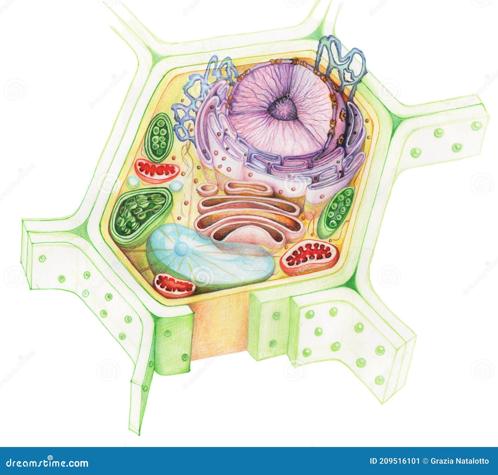 Draw a Well Labelled Diagram of Typical Prokaryotic Cell? - Science |  Shaalaa.com