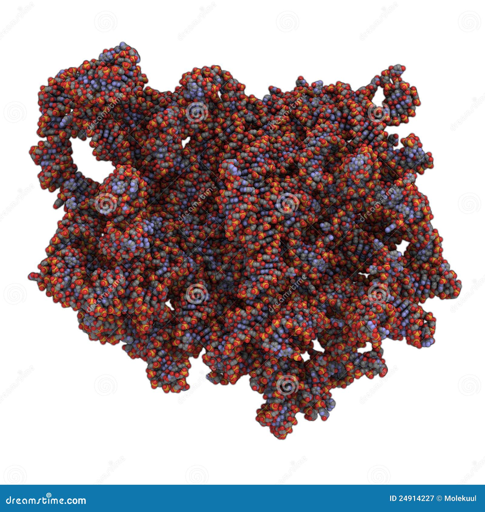 eukaryotic ribosome structure