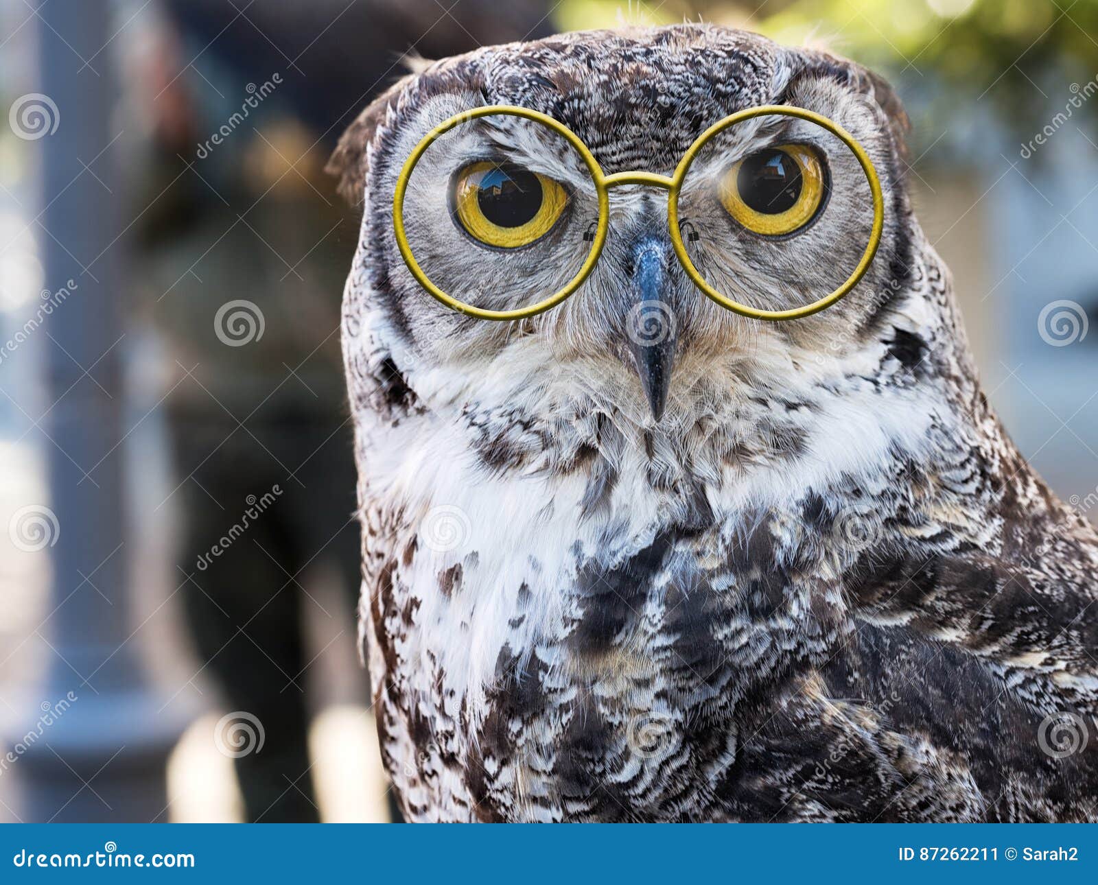 eule die kamera grosse gelbe augen gegenuberstellt mit pince nez stockbild bild von eule gesicht 87262211
