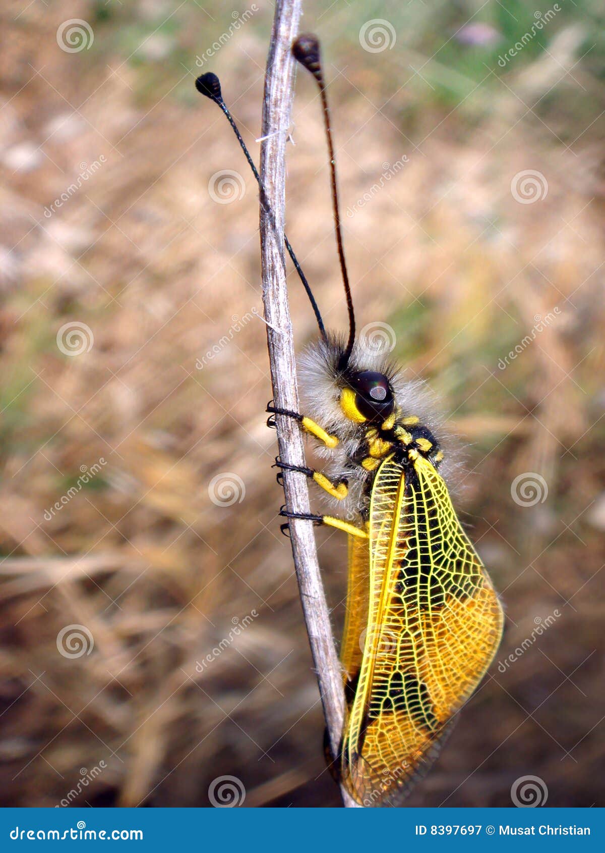 Eule-fliegen Sie auf ein Gras. Makro Eule-fliegen Sie libelloides longicornis auf einem Gras auf dem braunen Hintergrund