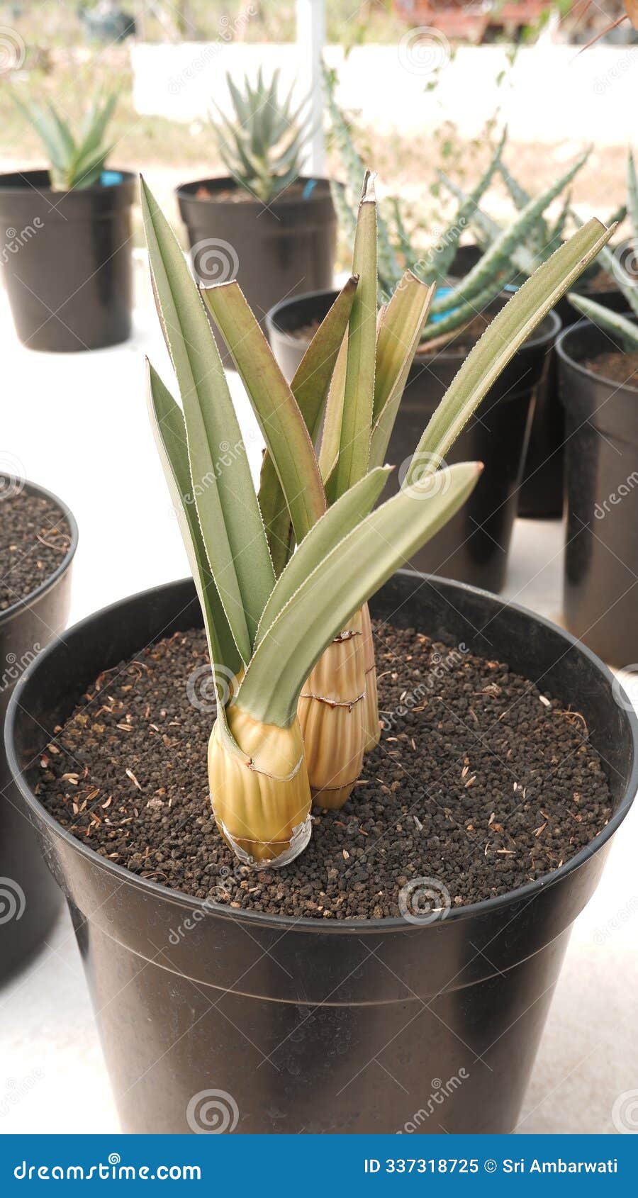 eulophia petersii known as the desert orchid