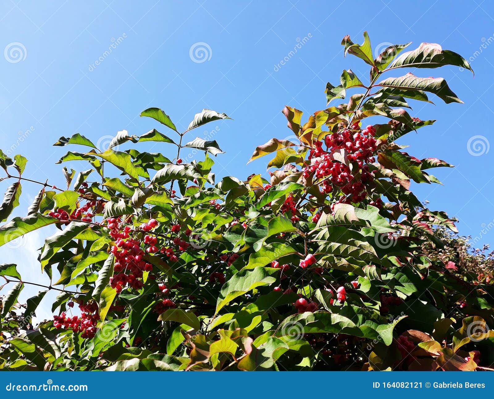 branches with fruits of euonymus hamiltonianus.