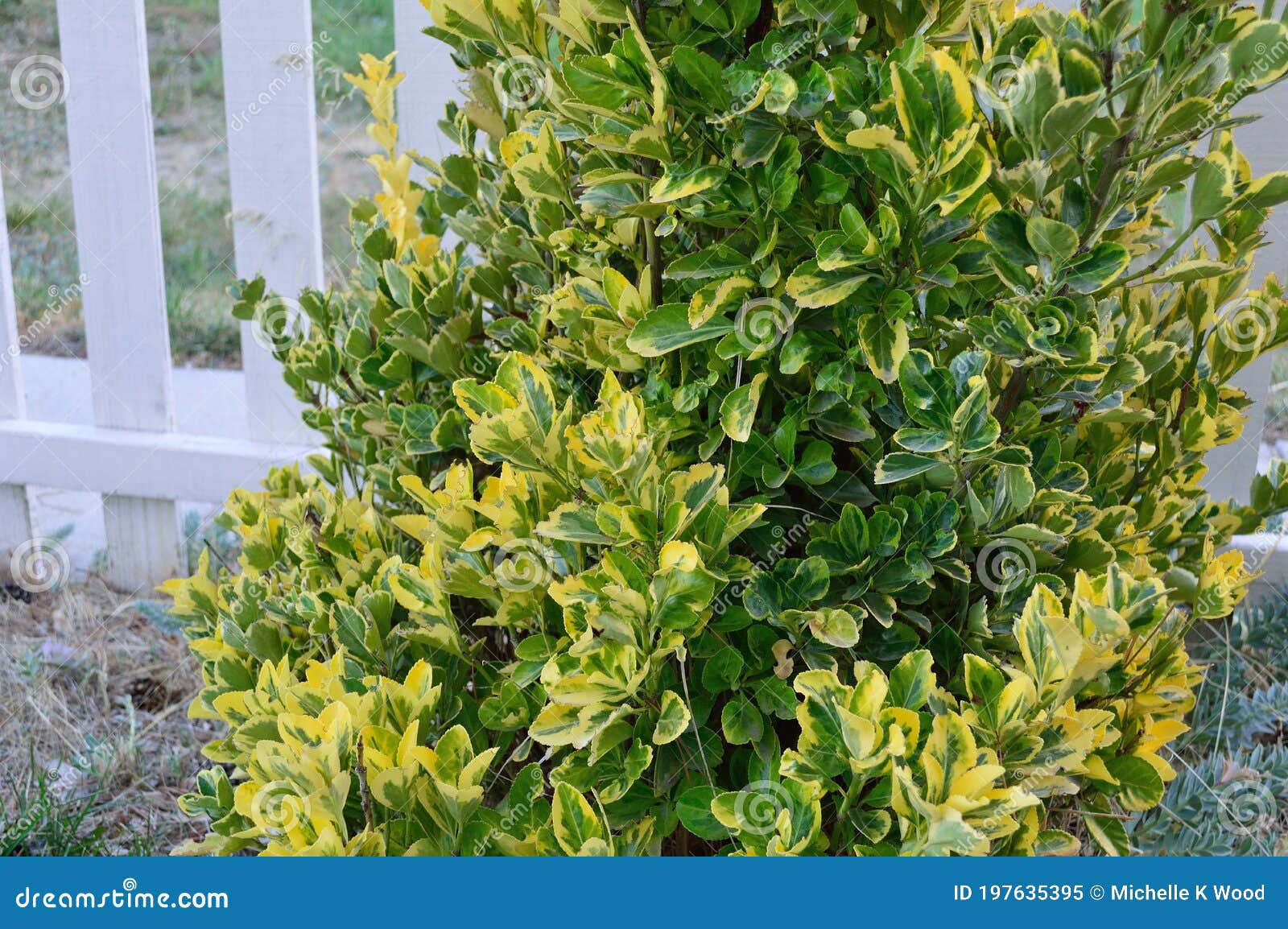 Euonymus Japonicus Aureo Marginatus Golden Euonymus Closeup Horizontal Stock Image Image Of Ecology Japonicus Euonymus Japonicus Aureo Marginatus Golden Euonymus Closeup Horizontal Stock Image Image Of Ecology Japonicus