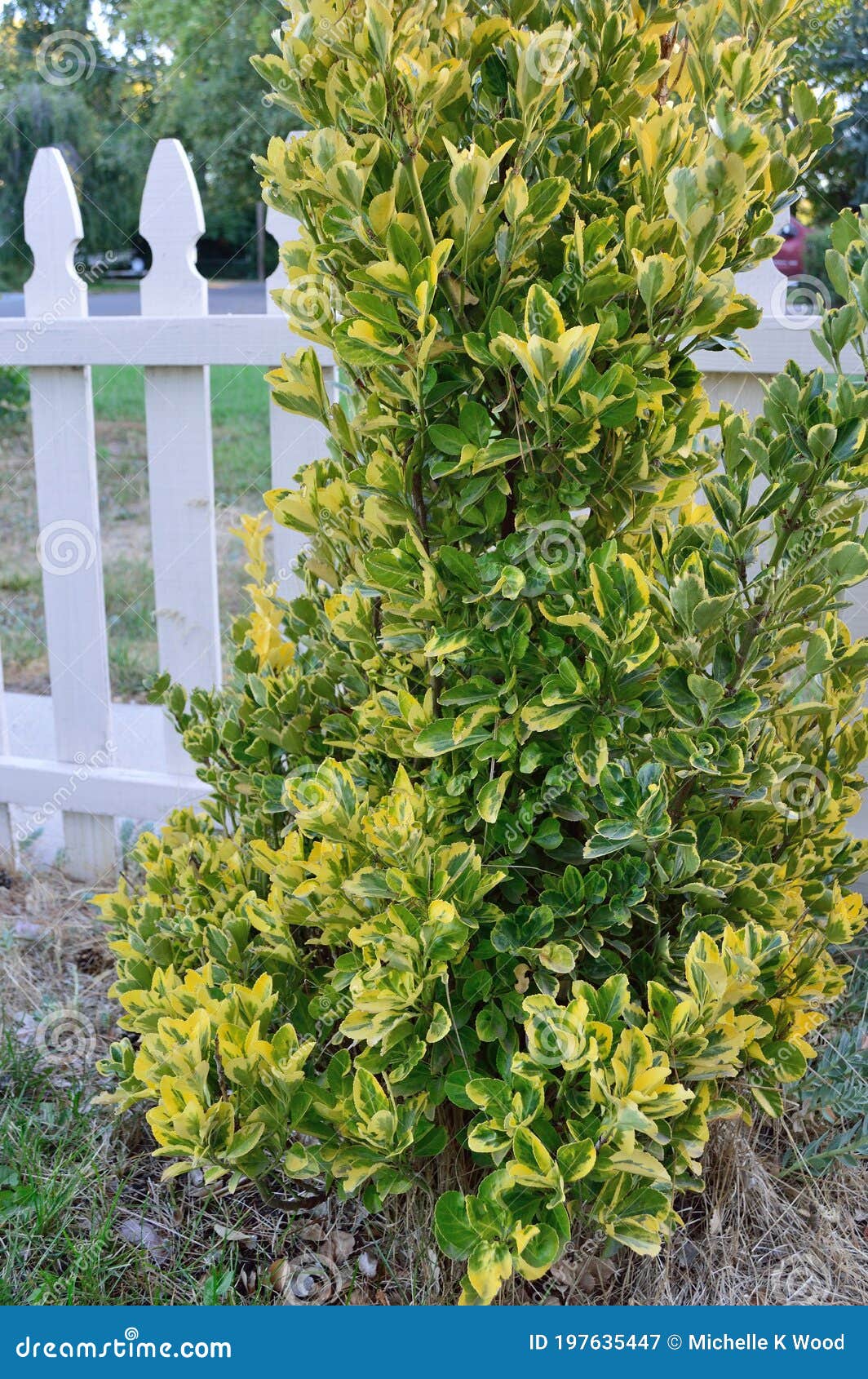 Euonymus Japonicus Aureo Marginatus Golden Euonymus Closeup Vertical Stock Image Image Of Celastraceae Conservation