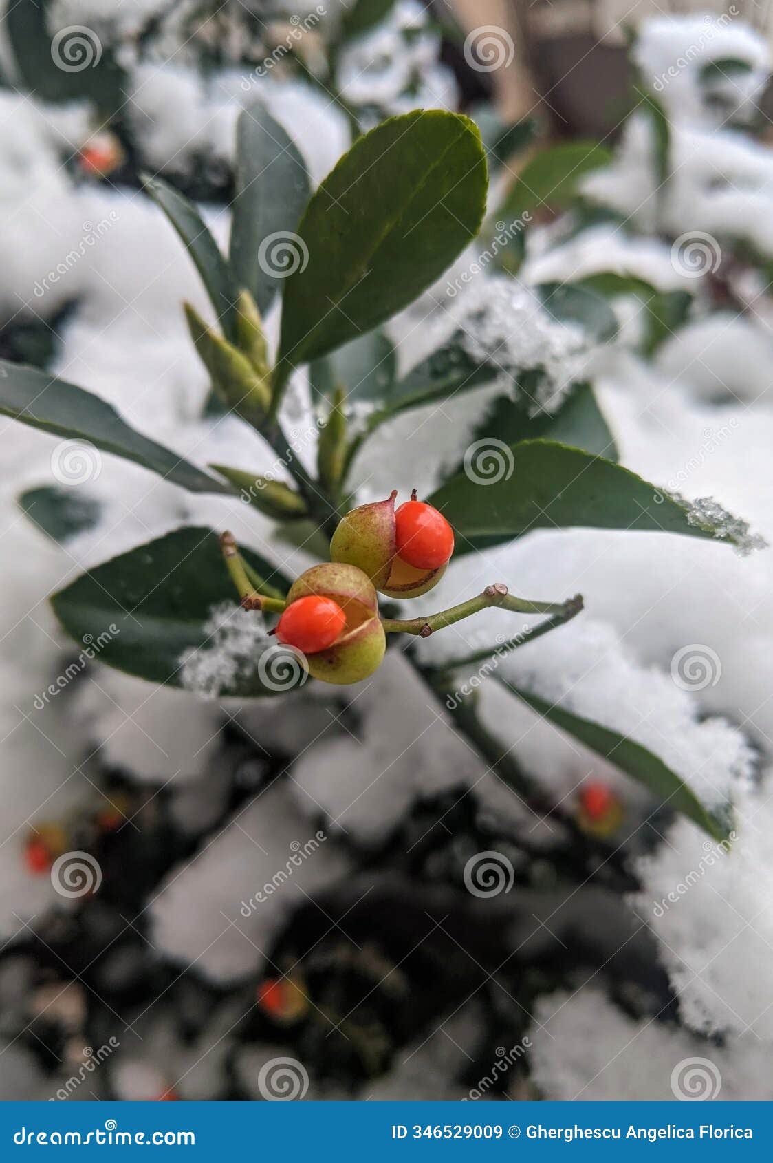 euonymus occidentalis is a species of spindle tree
