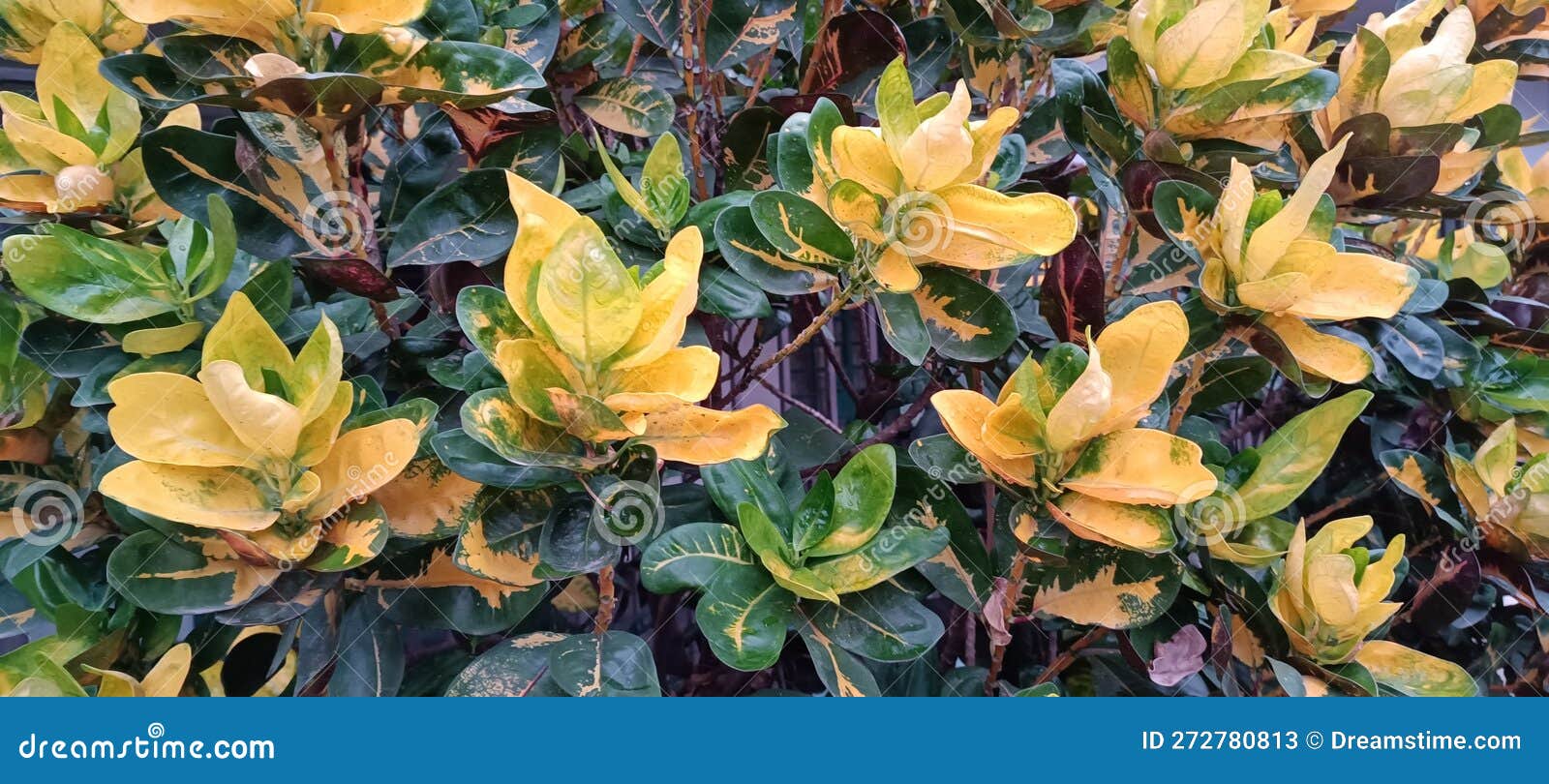 Euonymus , a Popular Garden Tree. Closeup View Stock Image Image of