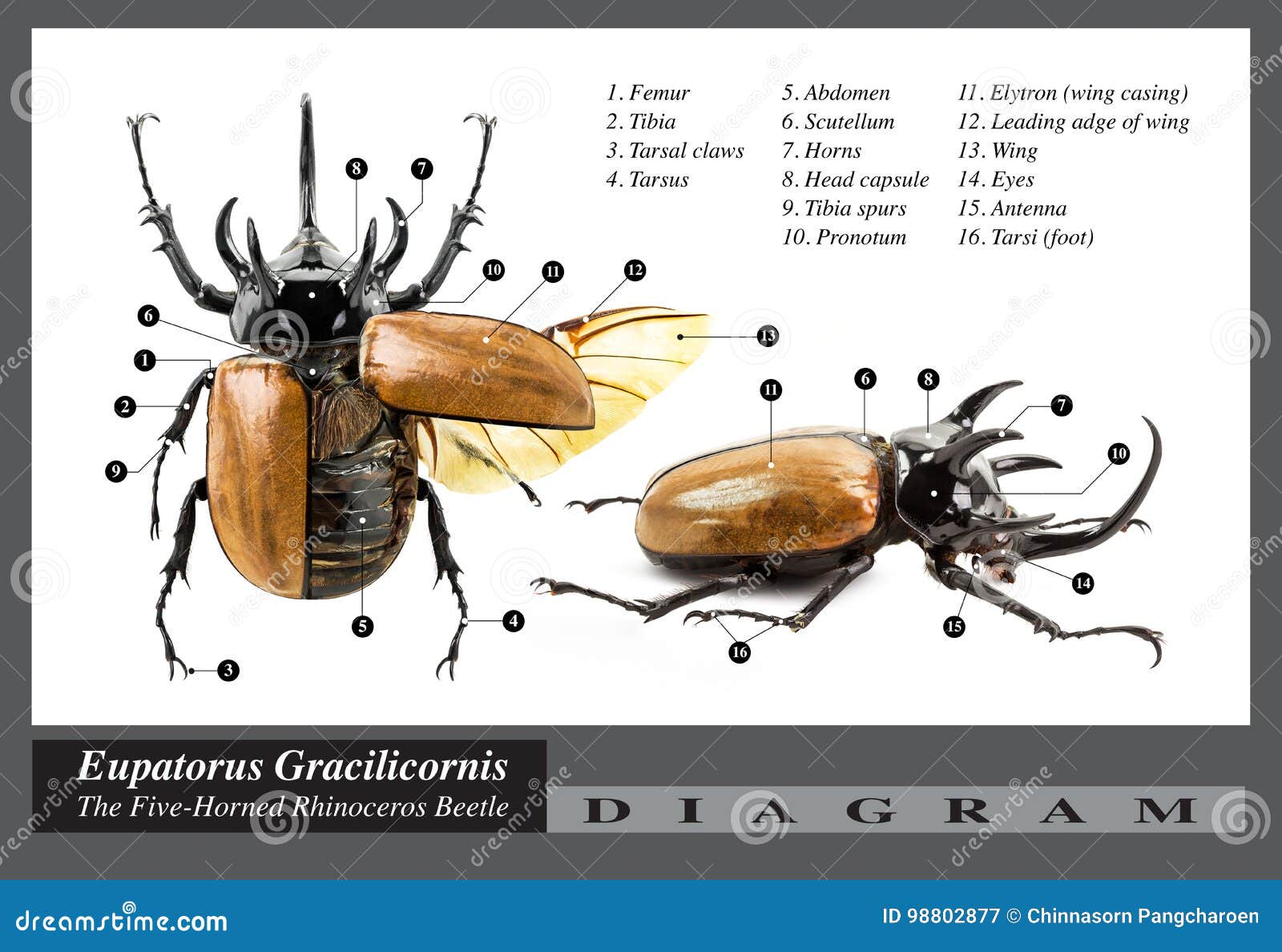 Eupatorus Gracilicornis Beetle - côn trùng Eupatorus Gracilicornis là một loài bọ cánh cứng cực kỳ thú vị và đẹp mắt. Với họa tiết chấm bi trắng đen và số chân phát sáng, chúng sẽ khiến bạn thích thú. Cùng xem những bức ảnh thú vị về loài bọ này nhé.