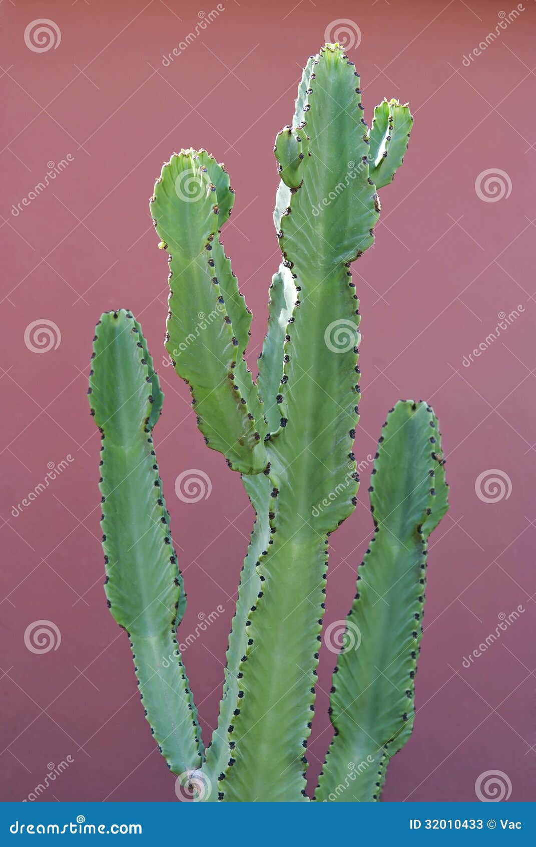 Euphorbia Cactus stock image. Image of euphorbia, color 32010433
