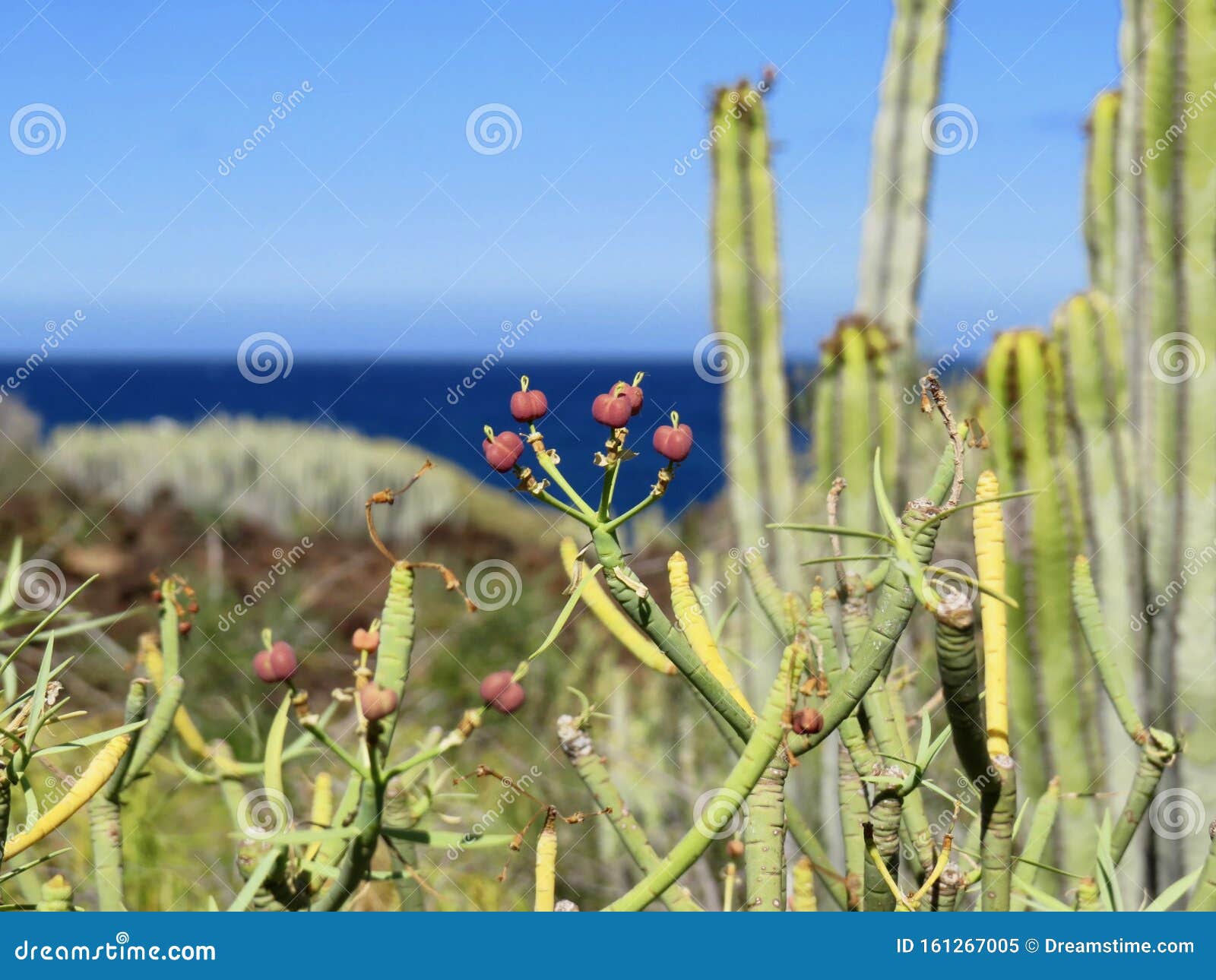 euphorbia lamarckii and canariensis on tenerife