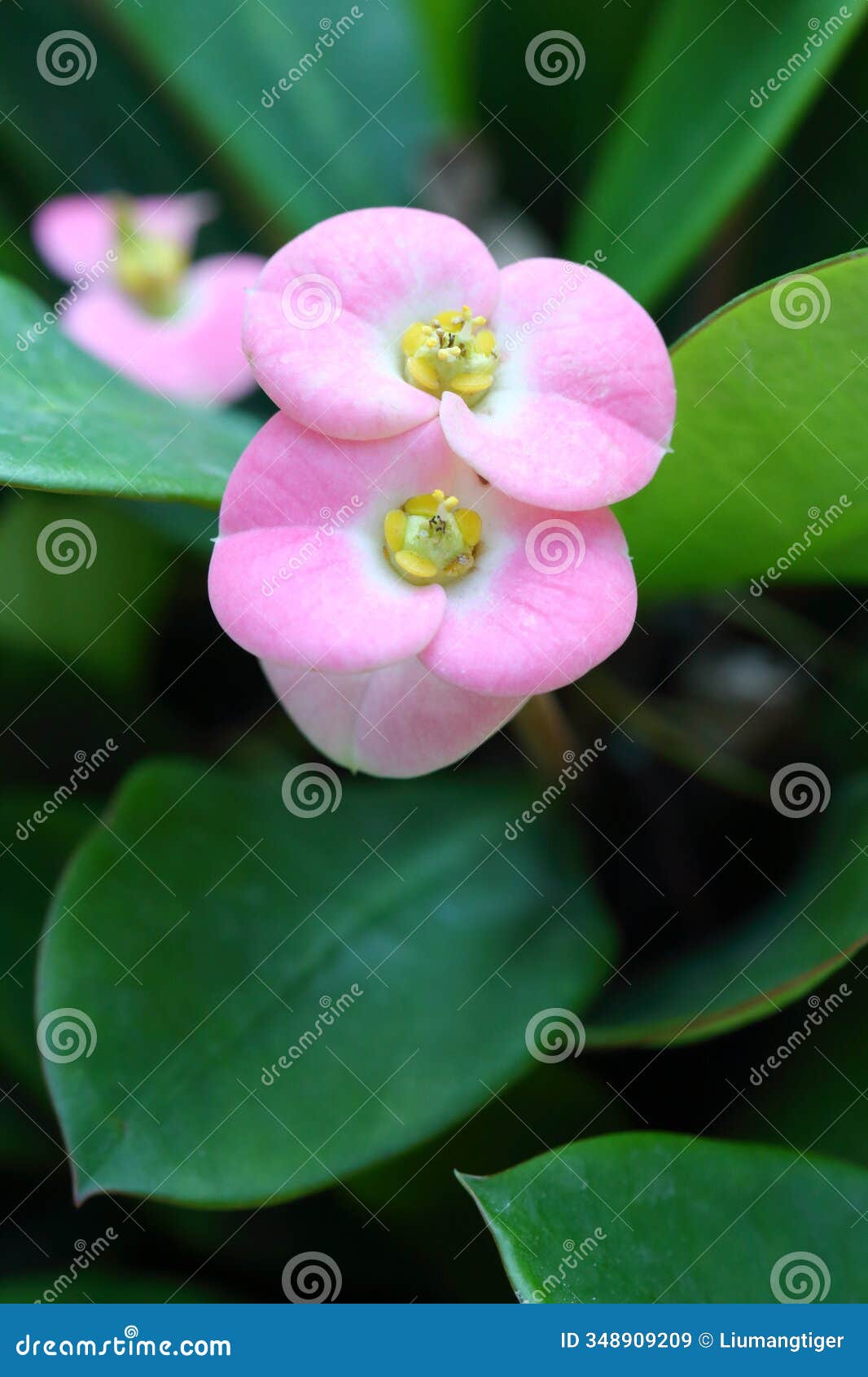 the pink flower of euphorbia milii