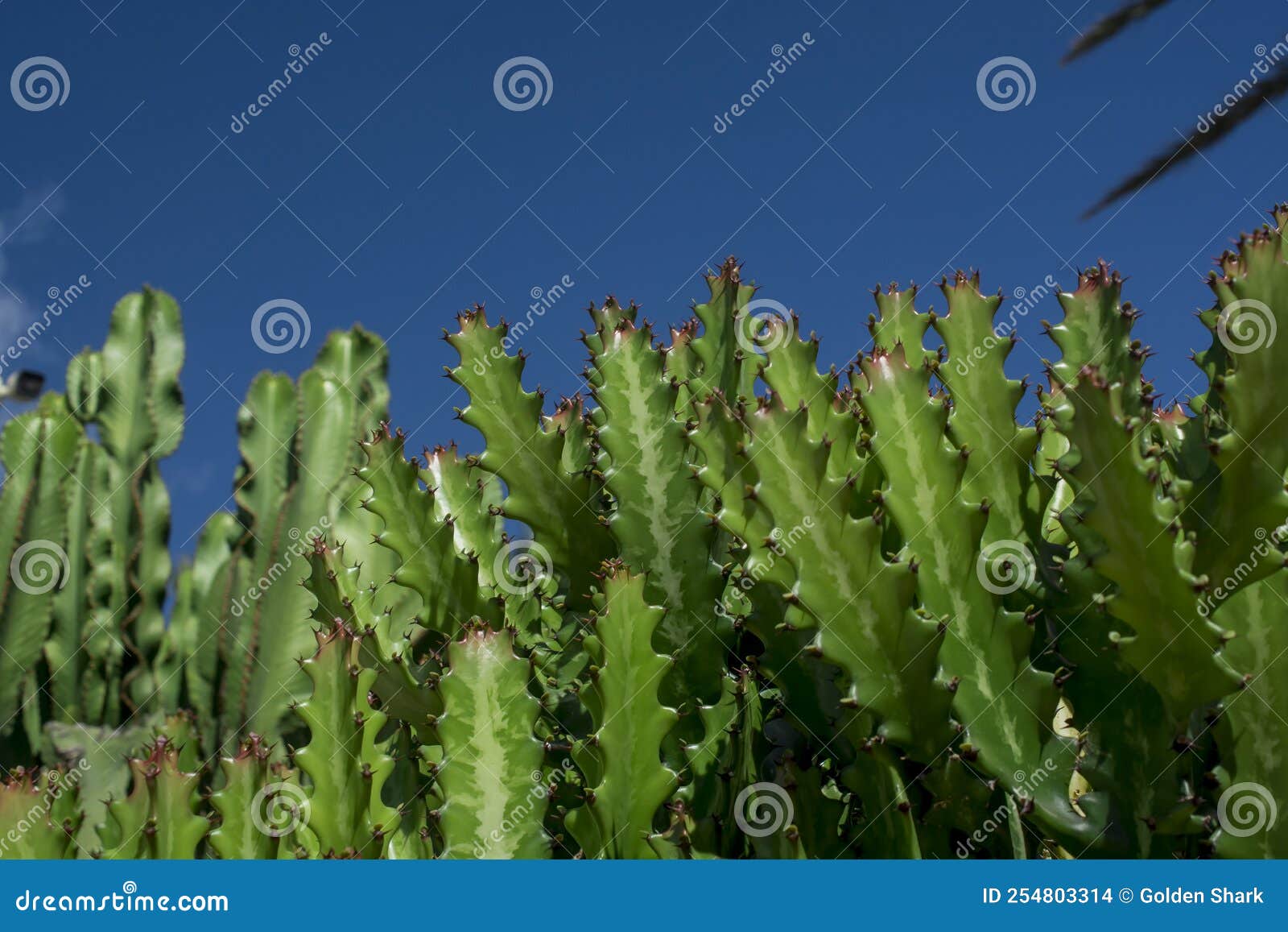 euphorbia resinifera cactus with blue sky