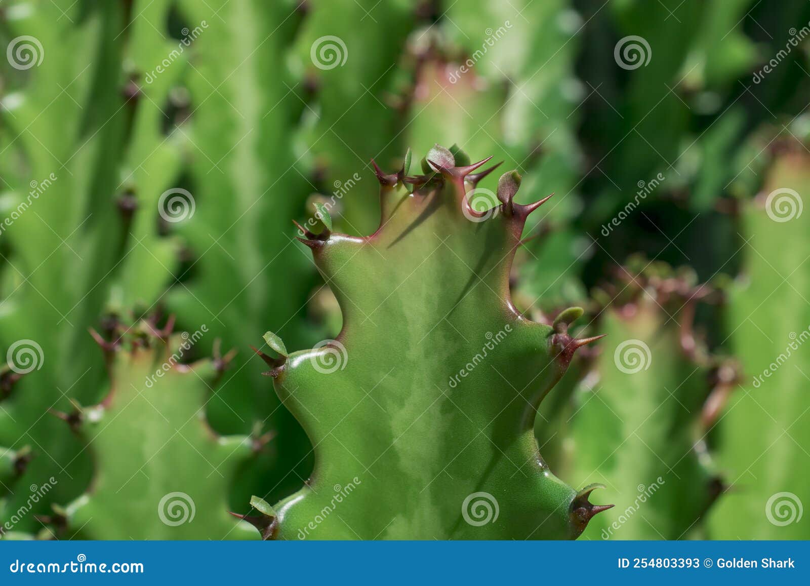 euphorbia resinifera cactus with blue sky