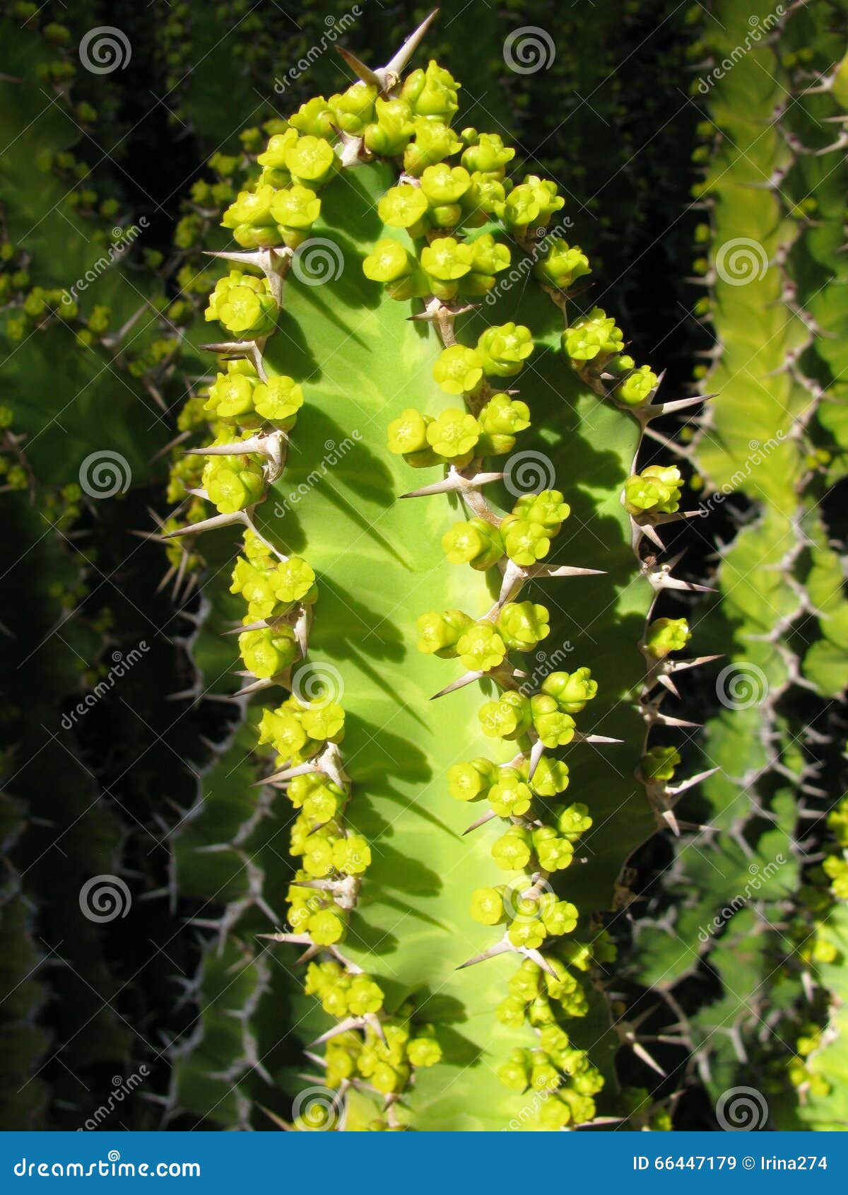 euphorbia resinifera cactus with flowers closeup