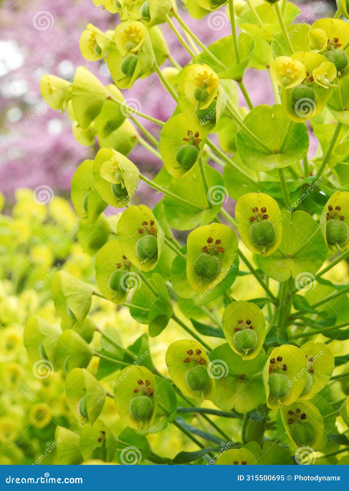 euphorbia spurge flowering plant green border plants background summer