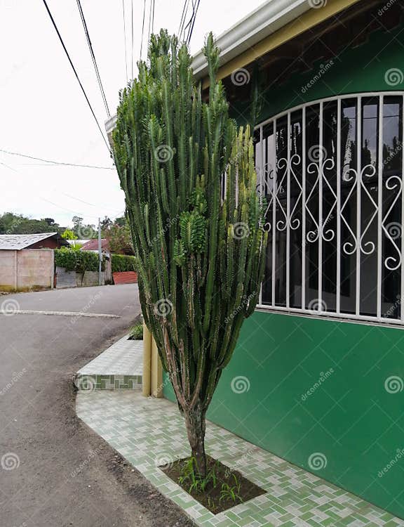 Euphorbia Trigona Auch Bekannt Als Afrikanischer Milchbaum Kathedrale