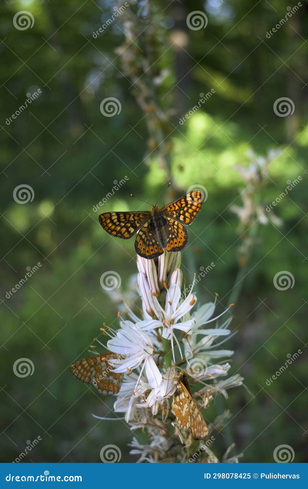 euphydryas aurinia red wave maiden butterflies with open wings perched eating pollen nectar from white flower of asphodelus