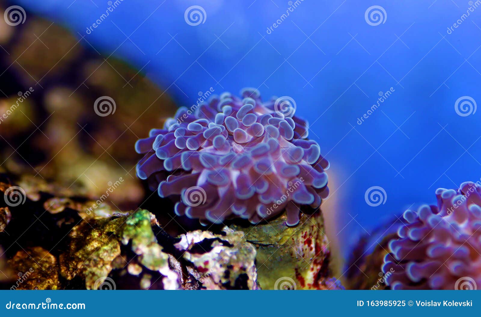 euphyllia hammer lps coral - euphyllia ancora