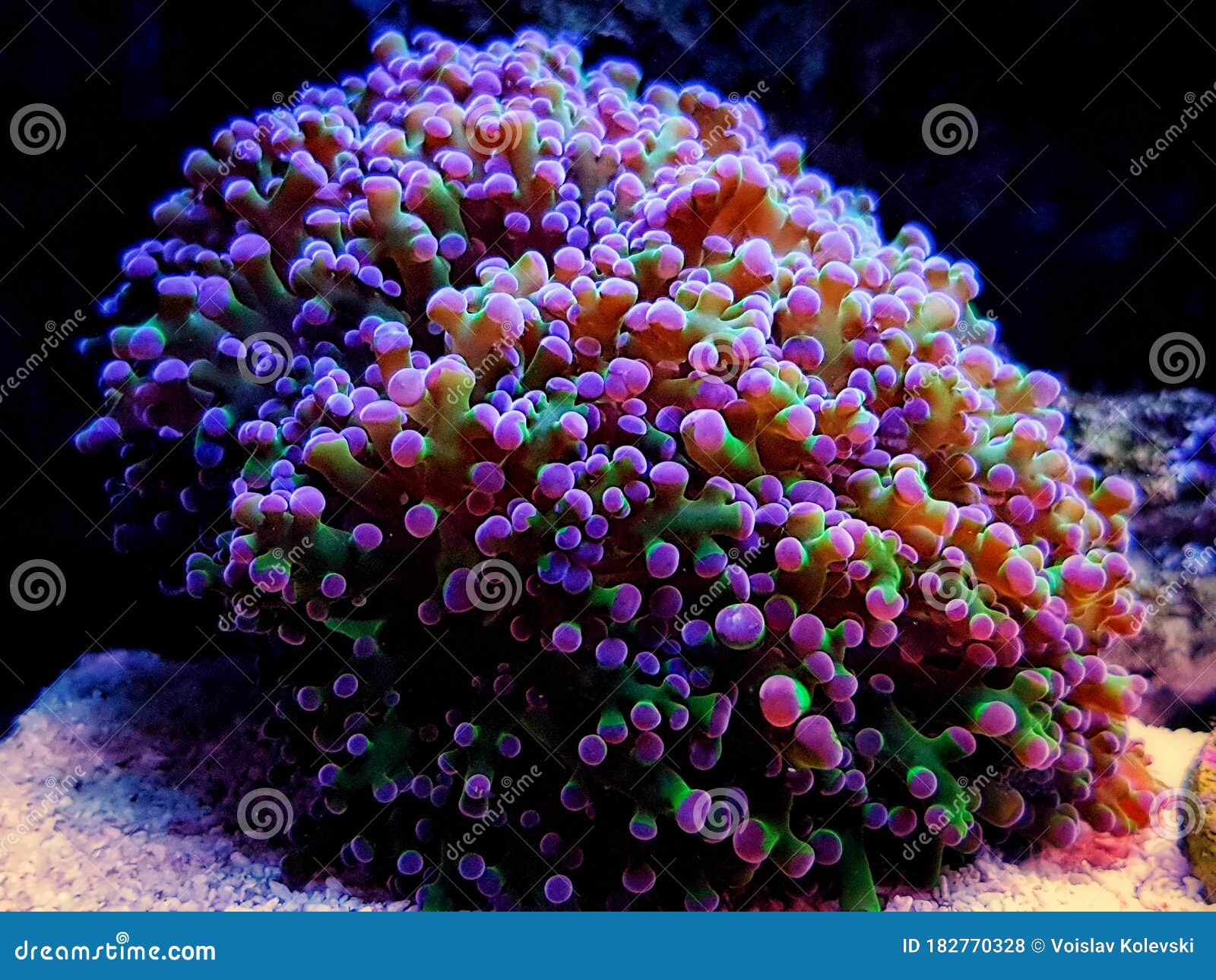 euphyllia divisa aka frogspawn lps coral