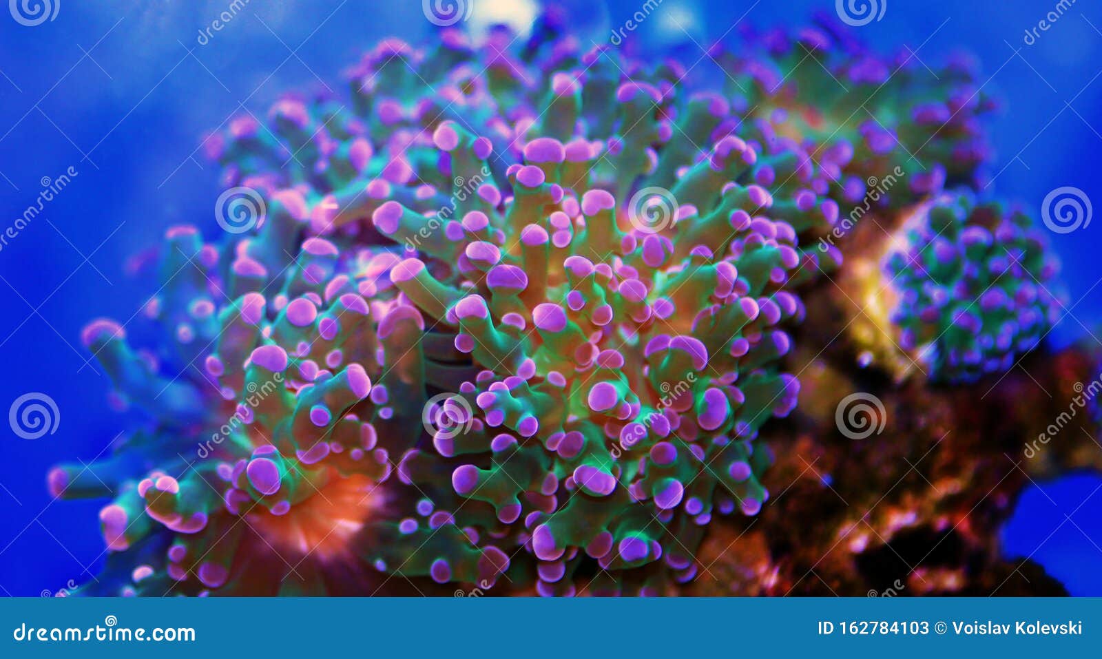 euphyllia divisa  lps coral - aquarium species