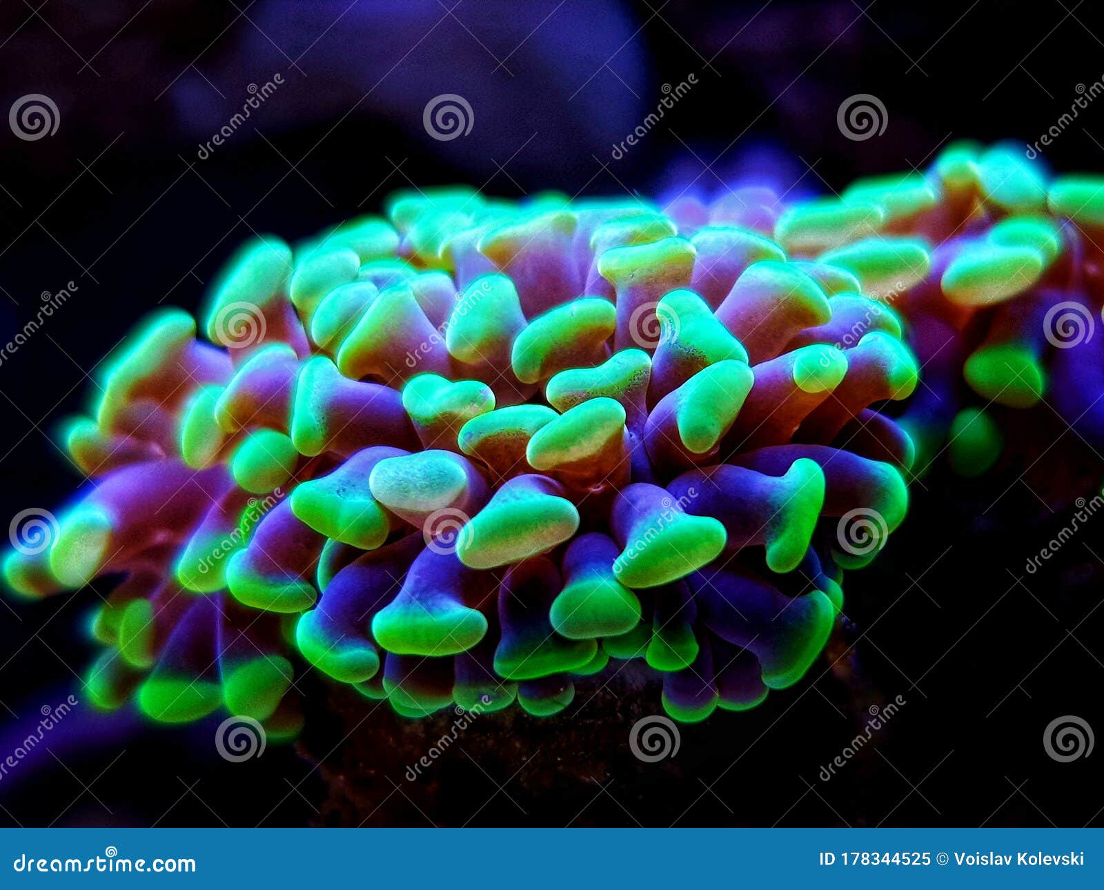 euphyllia hammer lps coral - euphyllia ancora