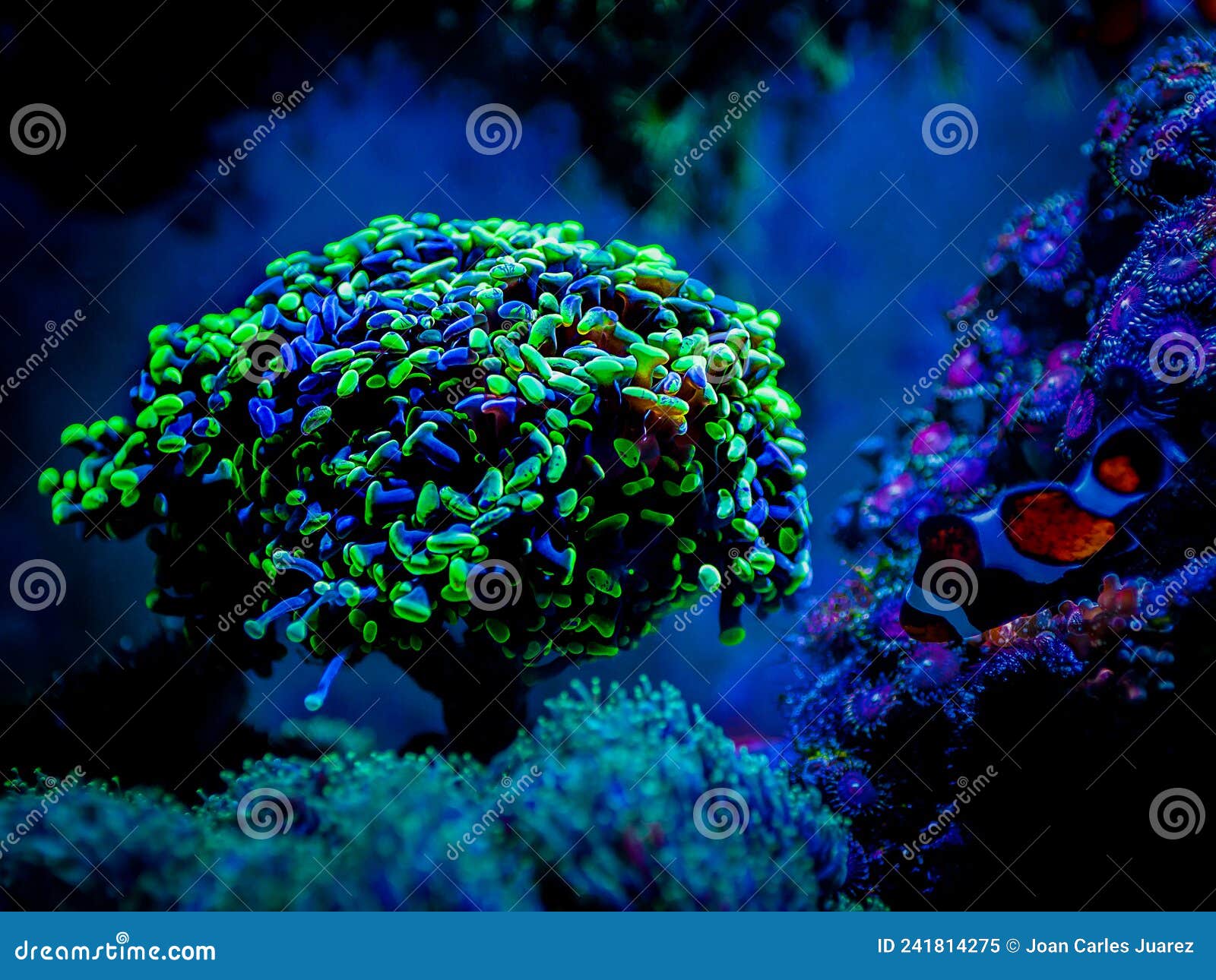 euphyllia parancora lps coral showing its green fluorescence color on a reef aquarium